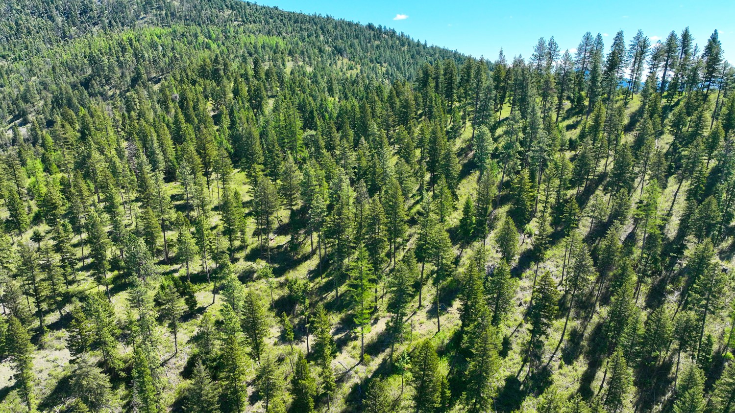 Nhn Bonner 242 Property Photo 52