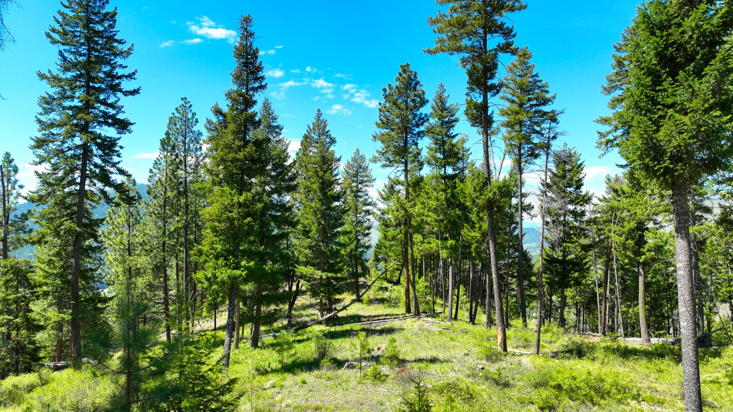 Nhn Bonner 242 Property Photo 54