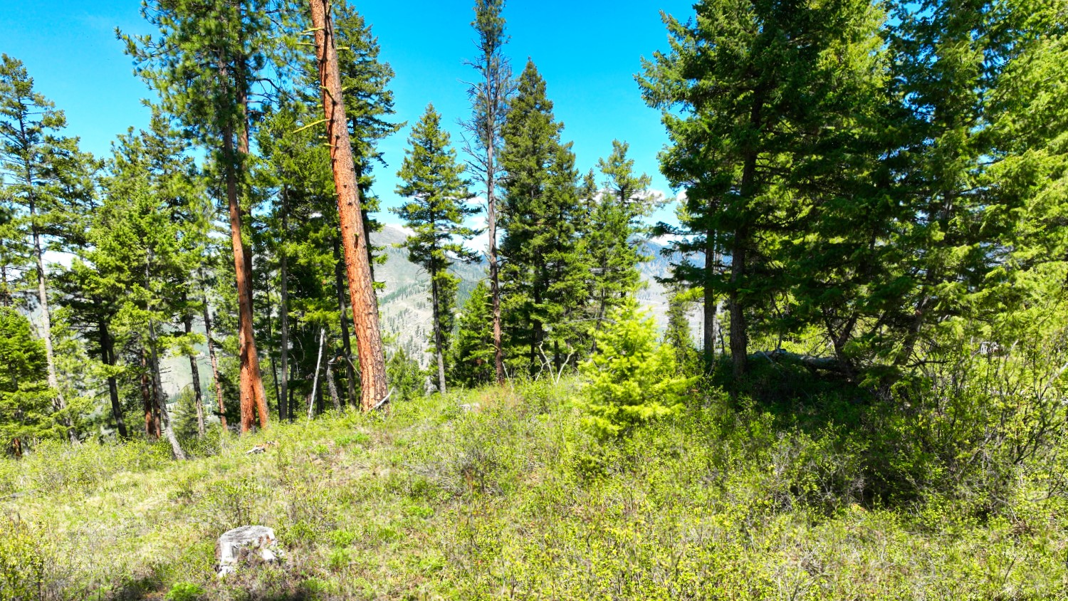 Nhn Bonner 242 Property Photo 55