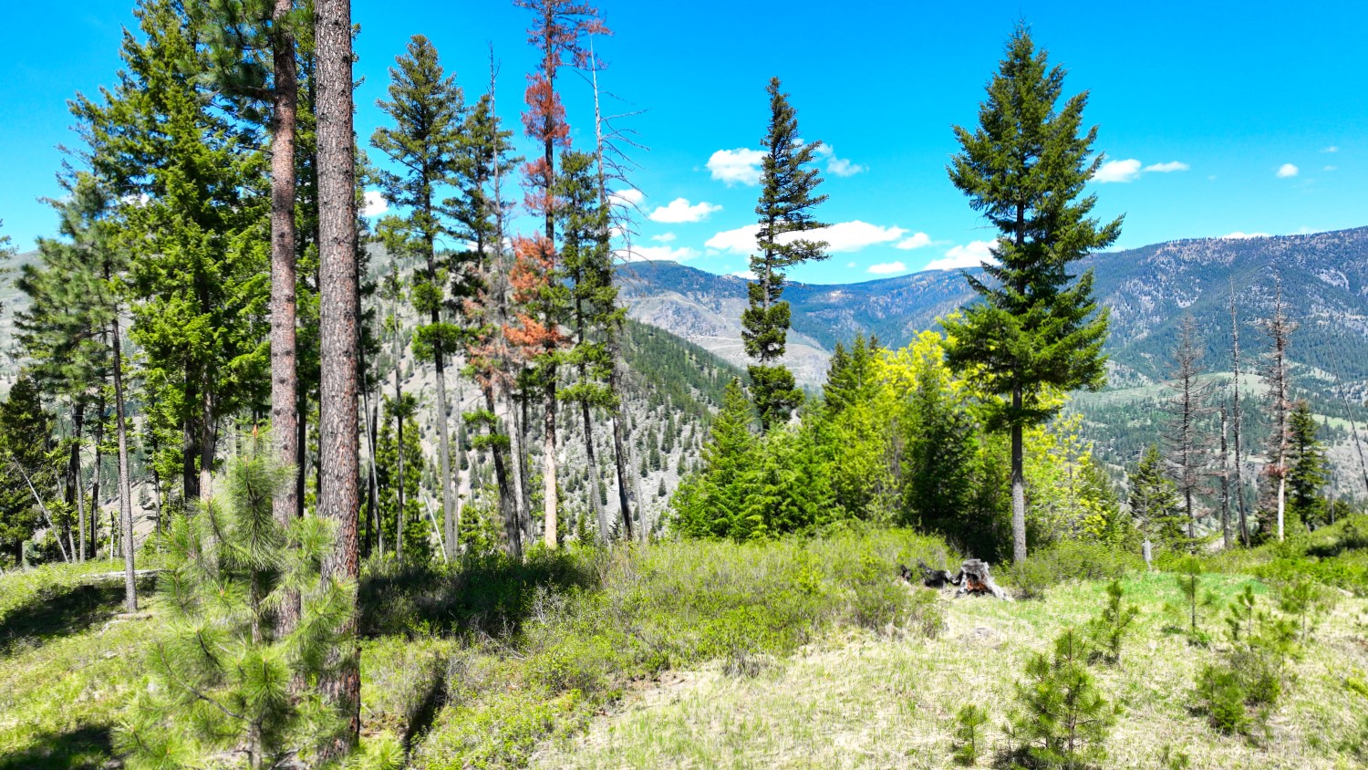 Nhn Bonner 242 Property Photo 59