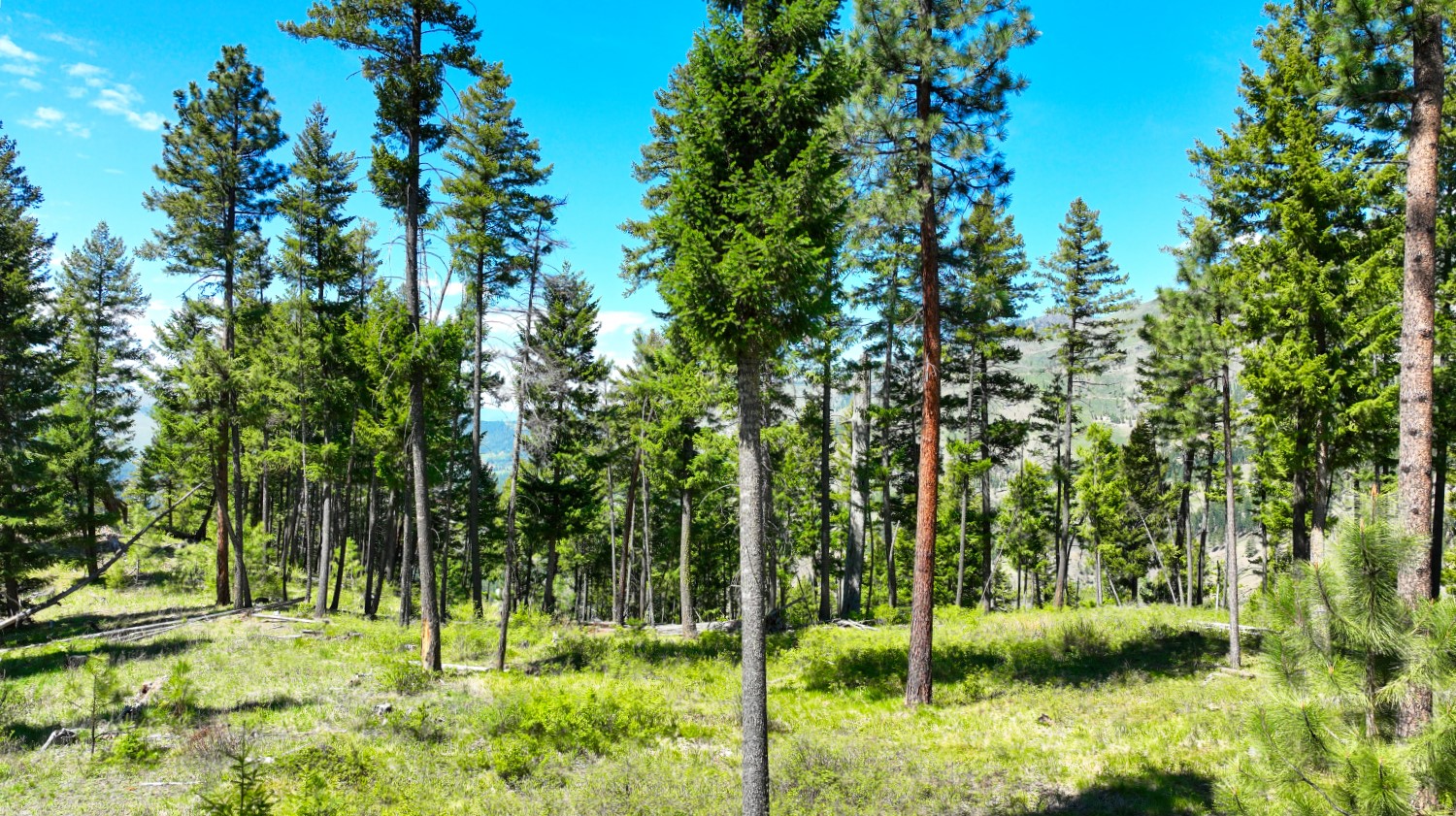 Nhn Bonner 242 Property Photo 60