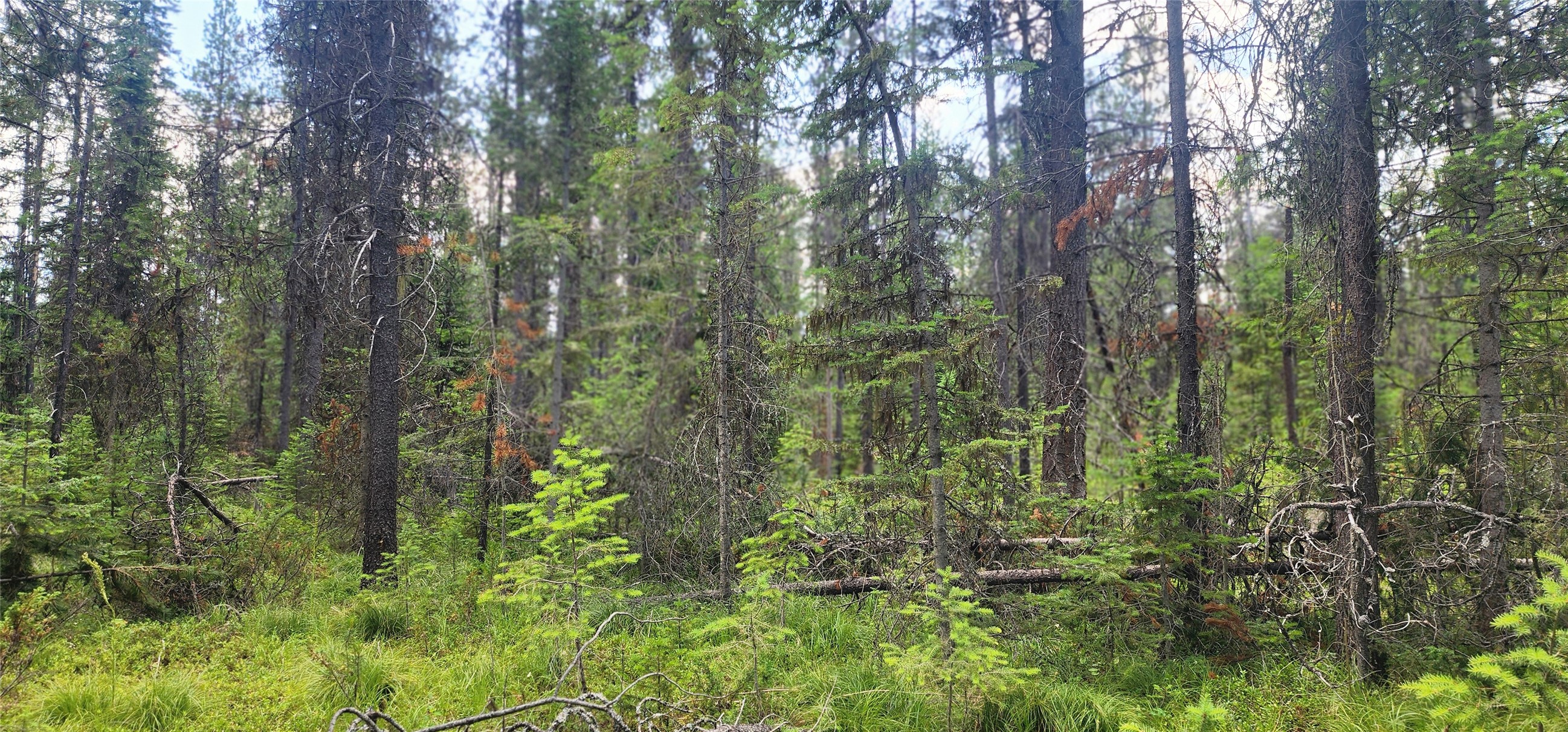 9295 Highway 93 N Property Photo