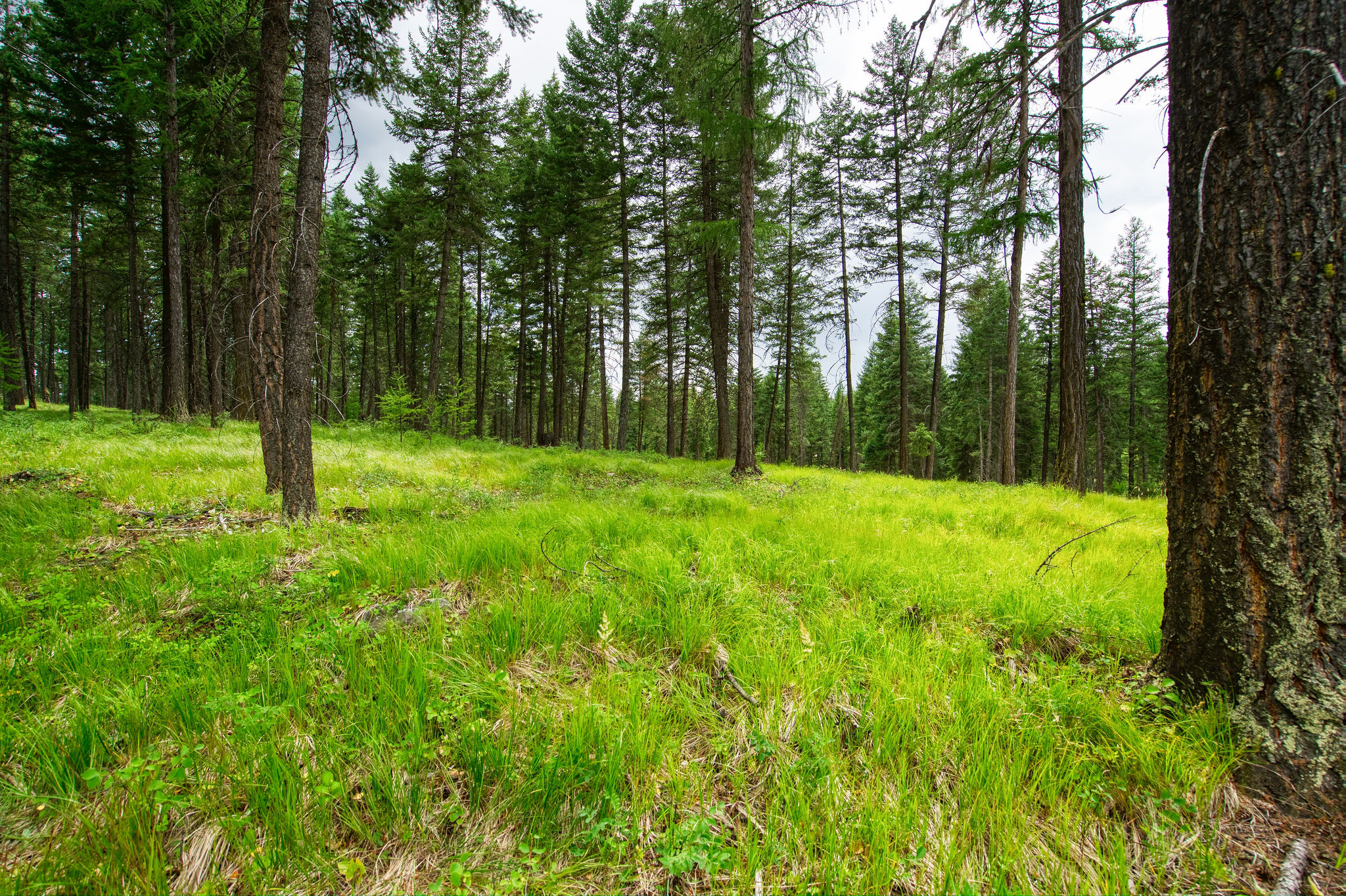 142 Rosewood Lane Lot 18 Property Photo 2