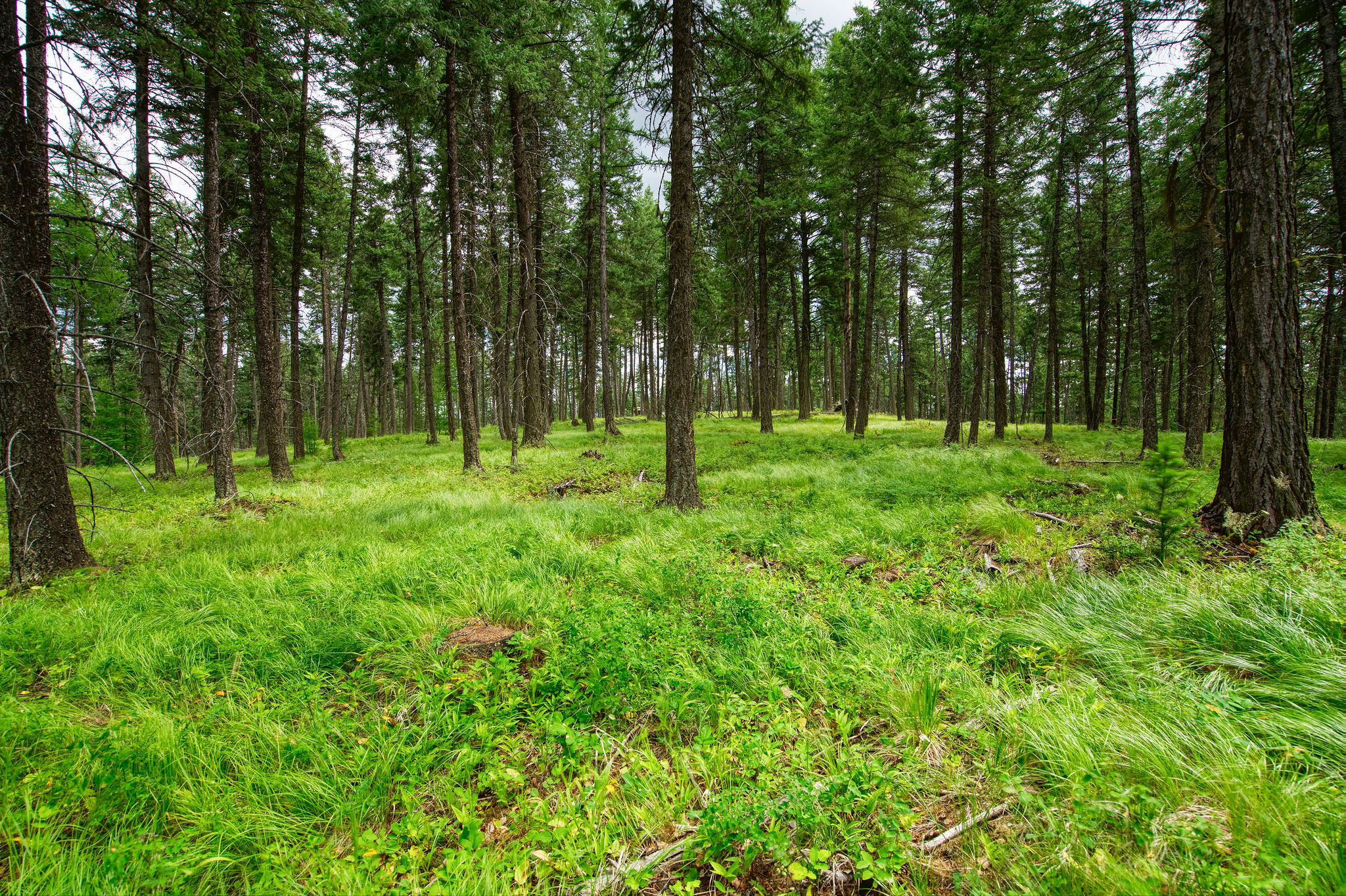 142 Rosewood Lane Lot 18 Property Photo 3