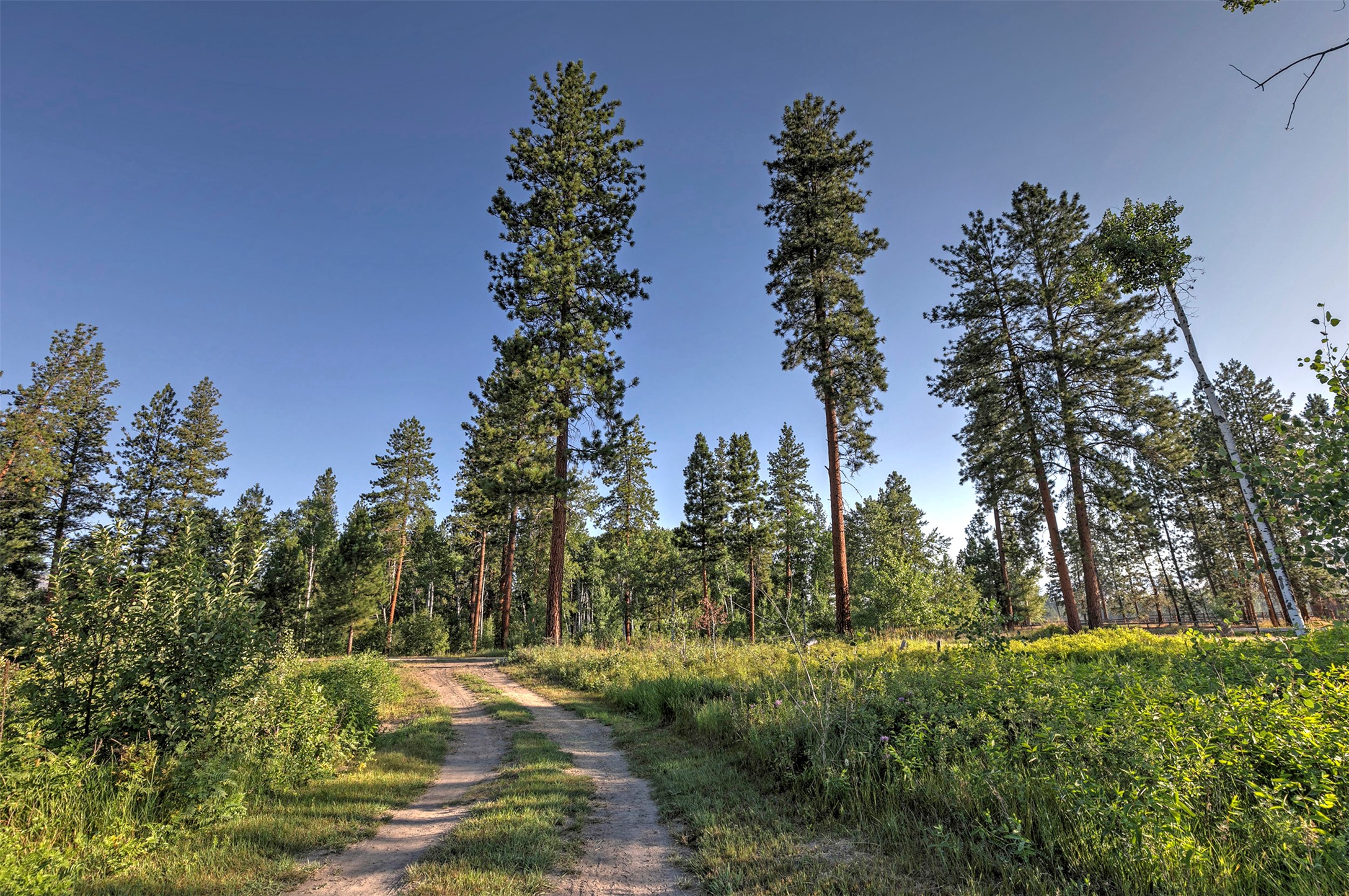 4354 Carolin Lane Property Photo 43