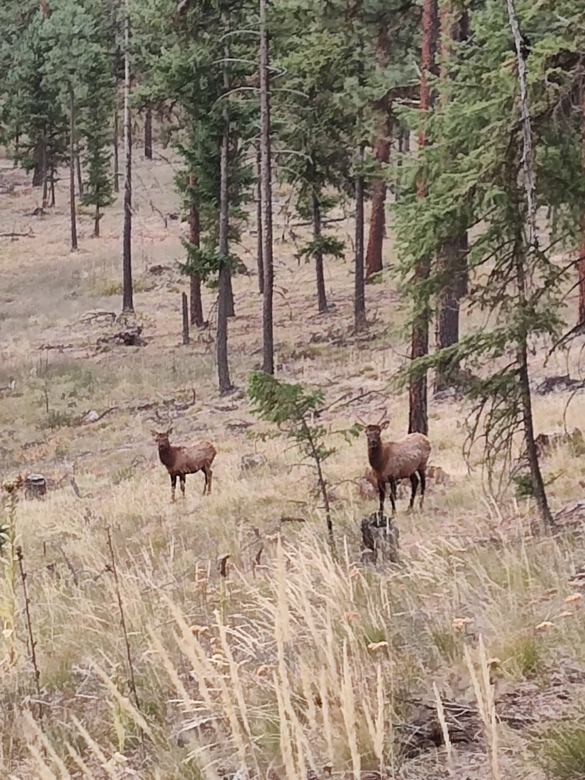 Nhn Whitetail Lane Property Photo 14