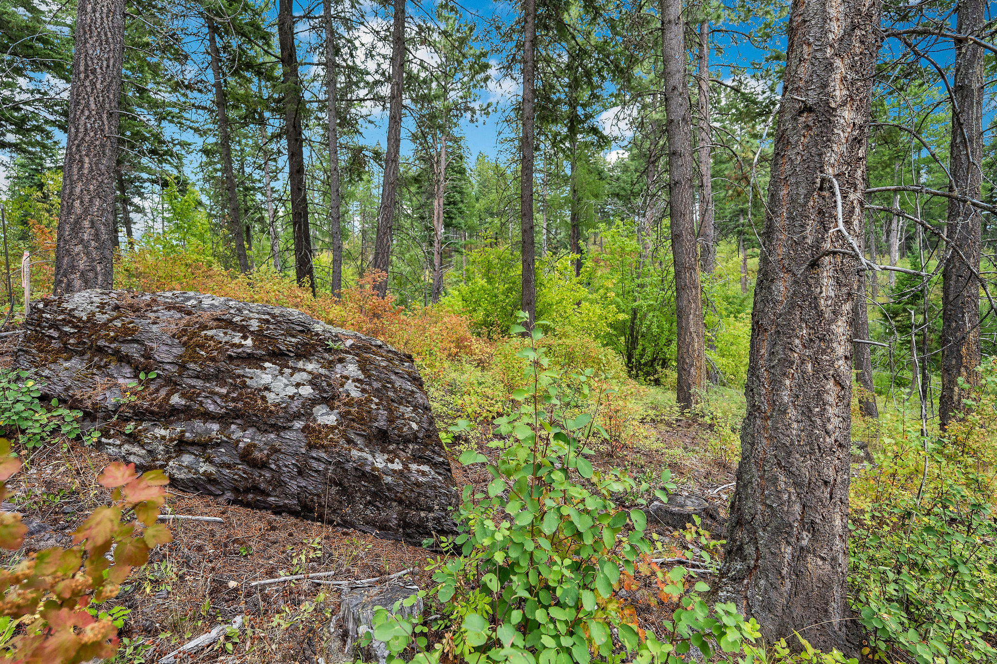 157 Pinto Trail Property Photo 3