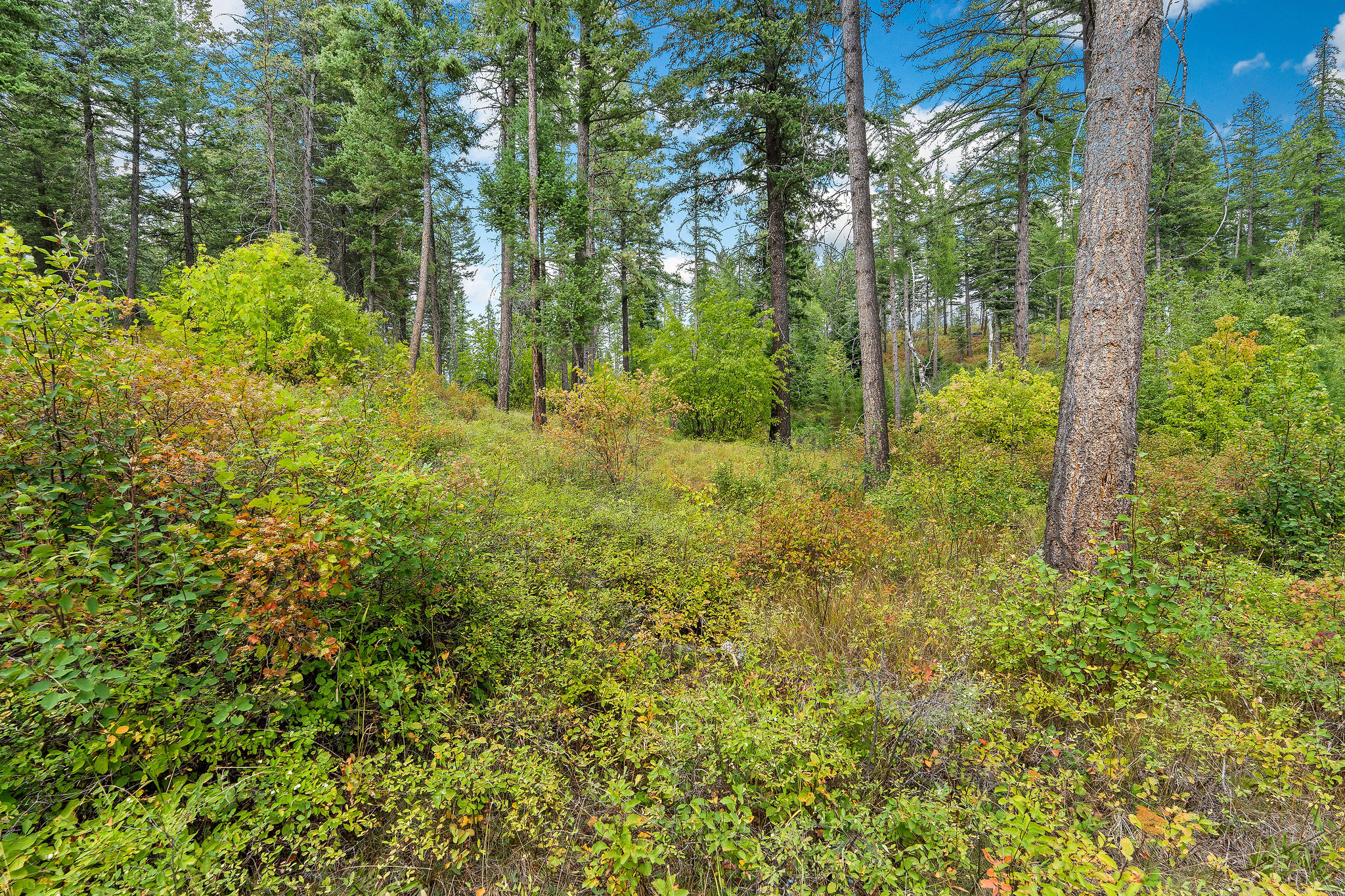 157 Pinto Trail Property Photo 46