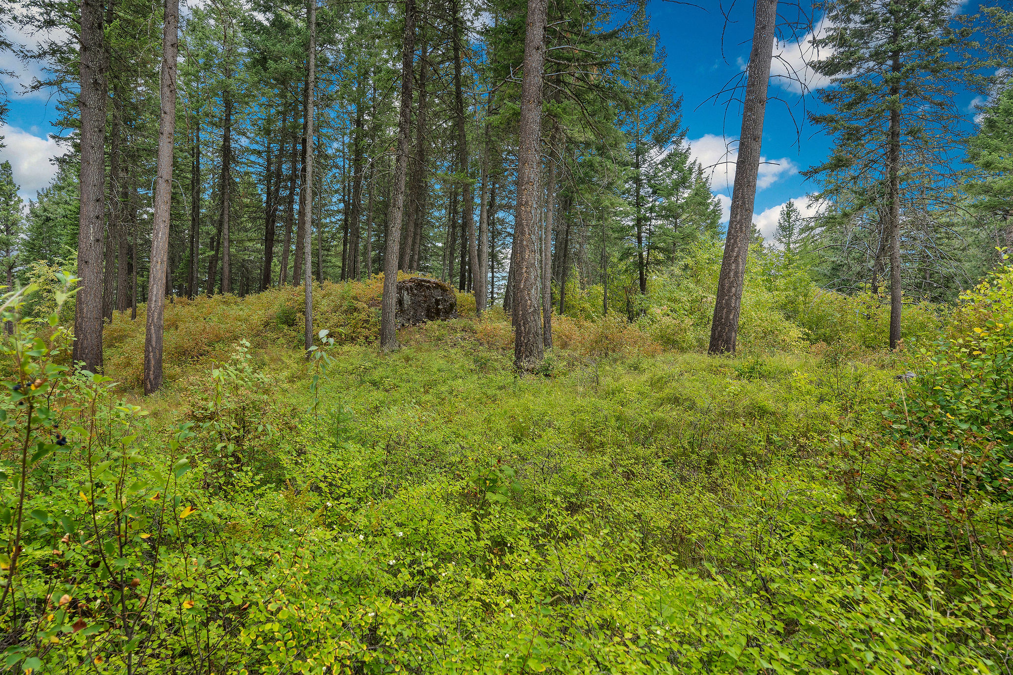 157 Pinto Trail Property Photo 48