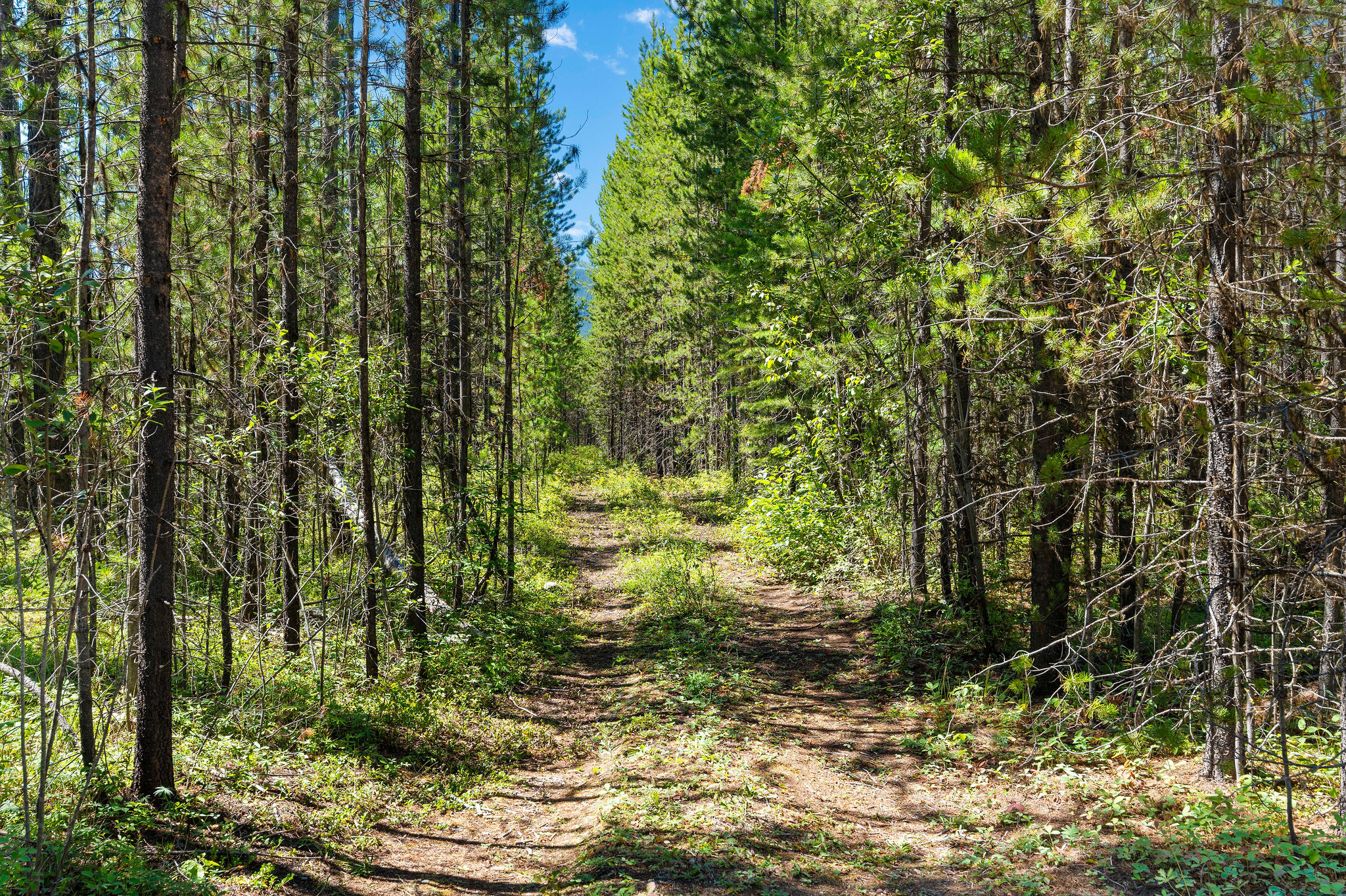 11680 North Fork Road Property Photo 19