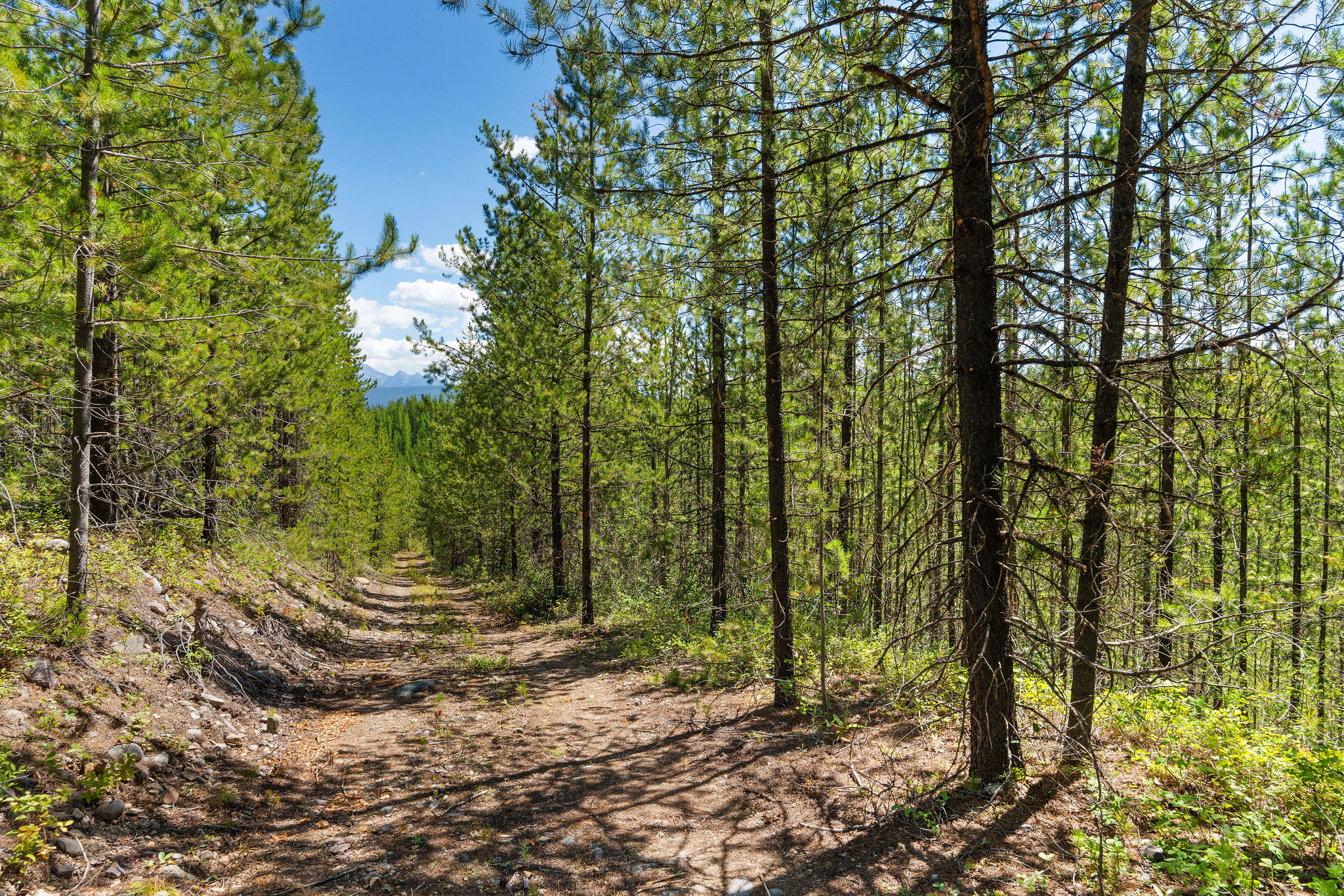 11680 North Fork Road Property Photo 20