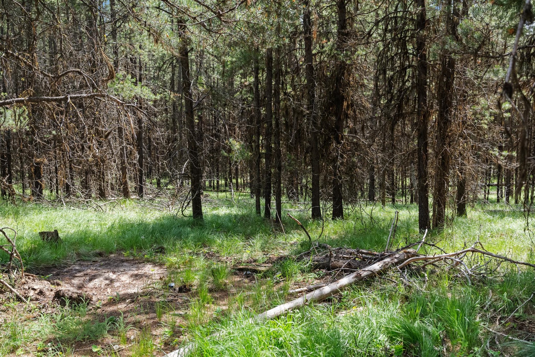 182 New Timber Ridge Trail Property Photo 1