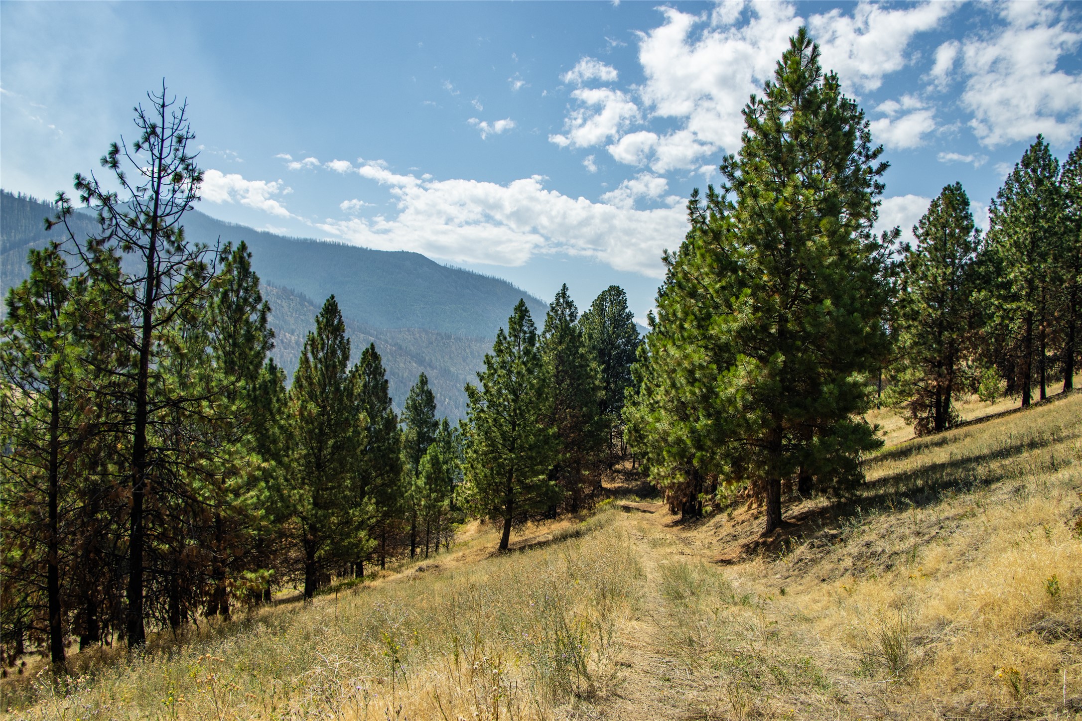 Tbd Mclaughlin Creek Road Property Photo 15
