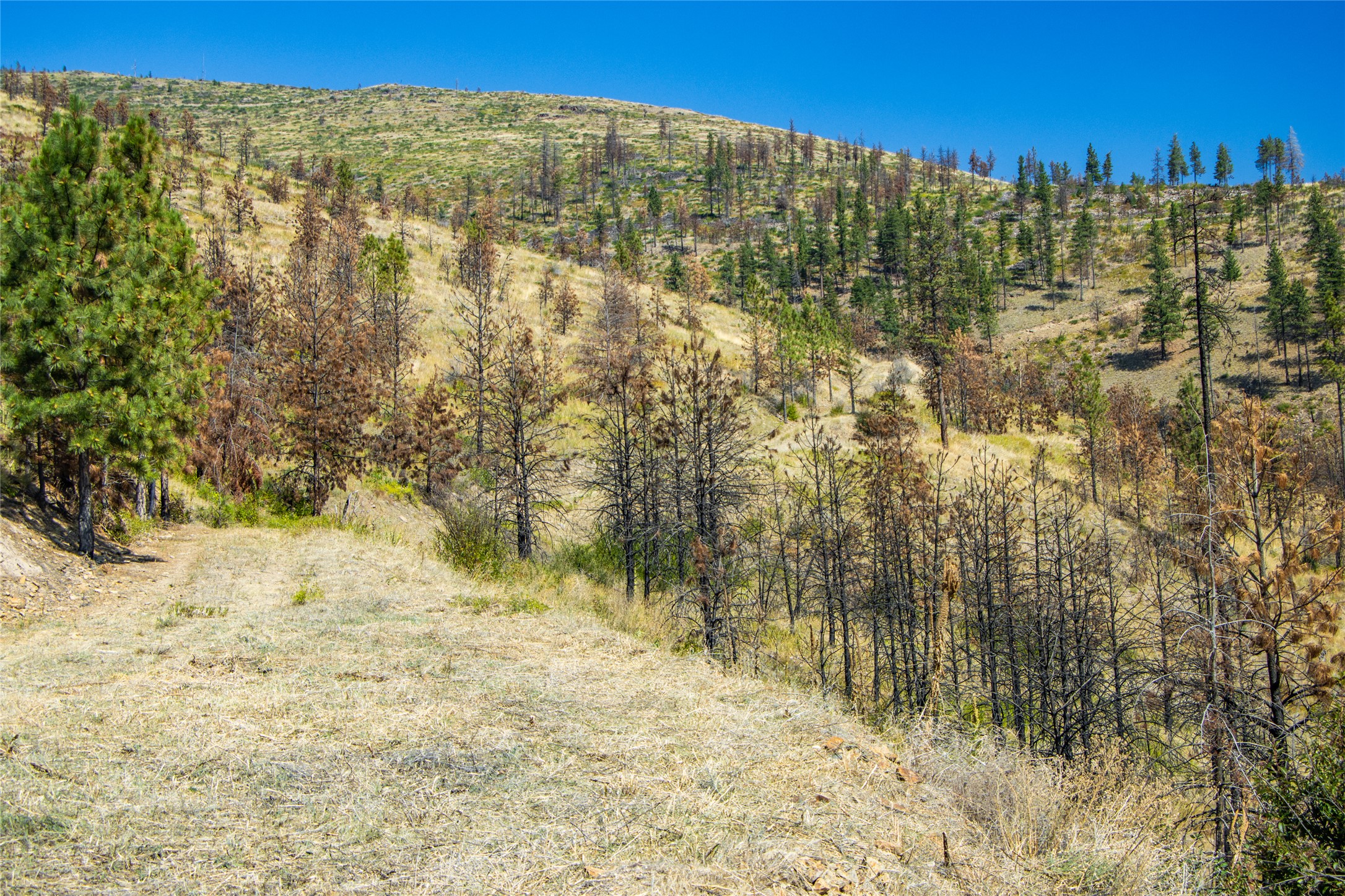 Tbd Mclaughlin Creek Road Property Photo 37