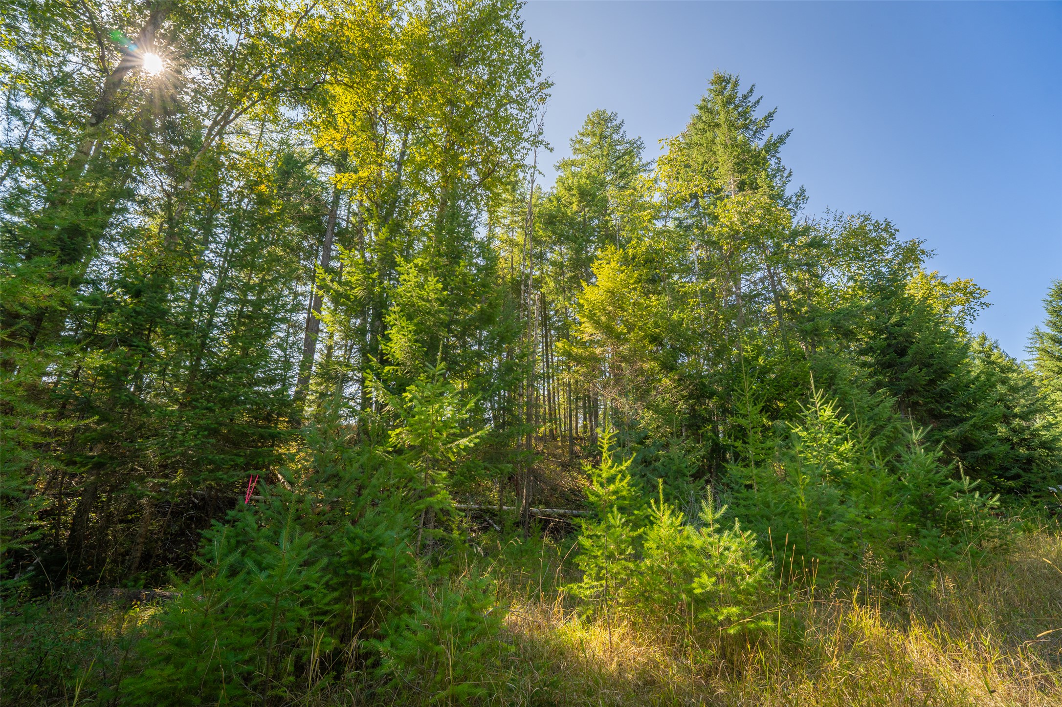150 Peters Creek Way Property Photo 19