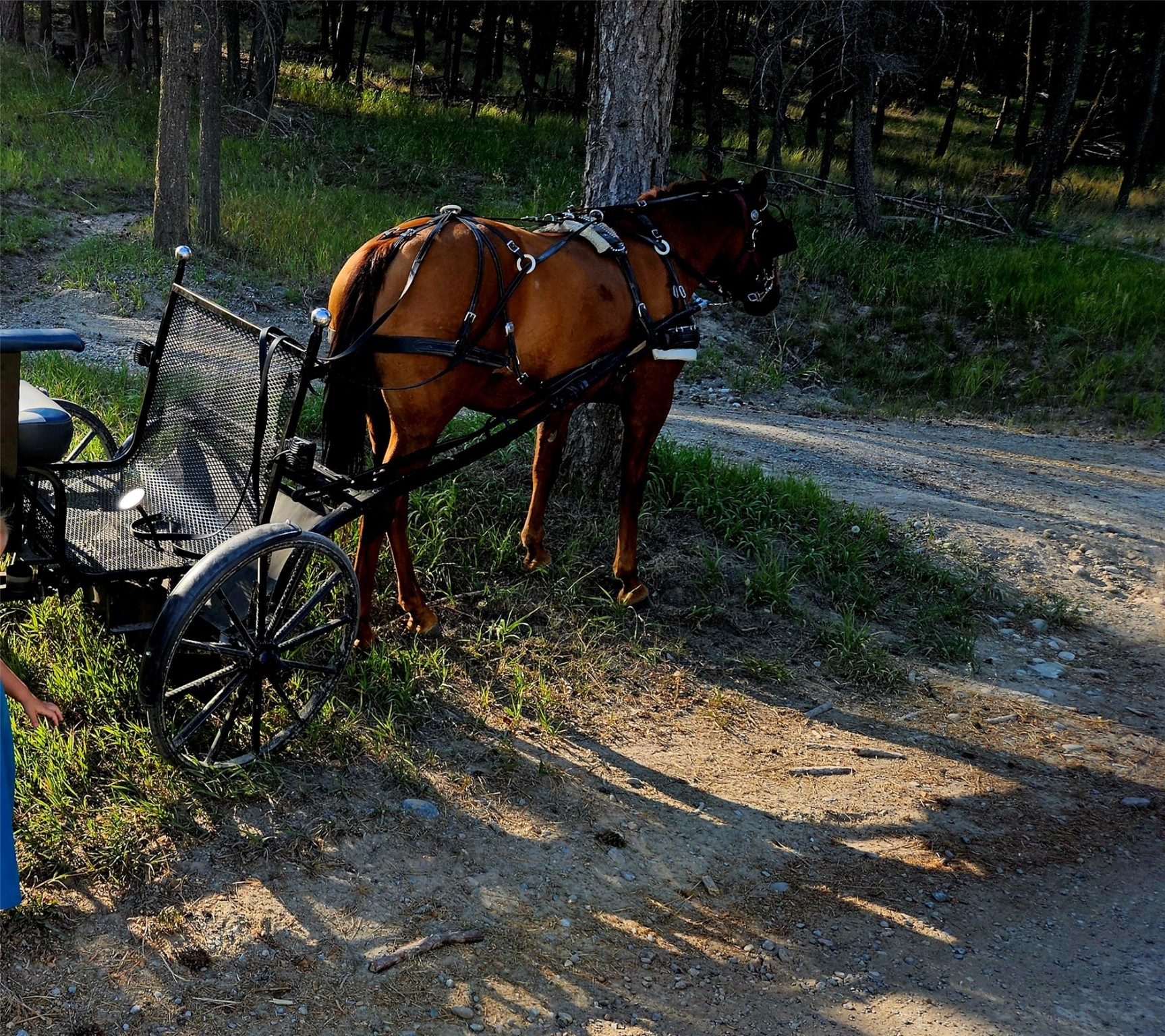455 Pine Valley Drive N Property Photo 44