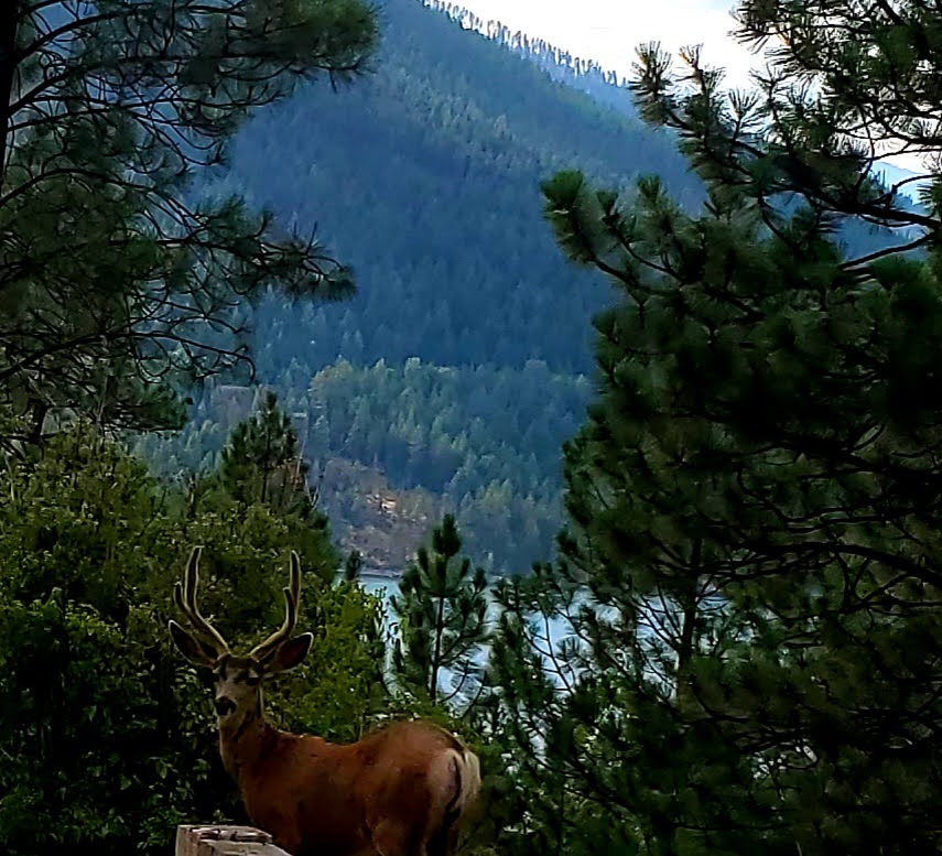 455 Pine Valley Drive N Property Photo 47