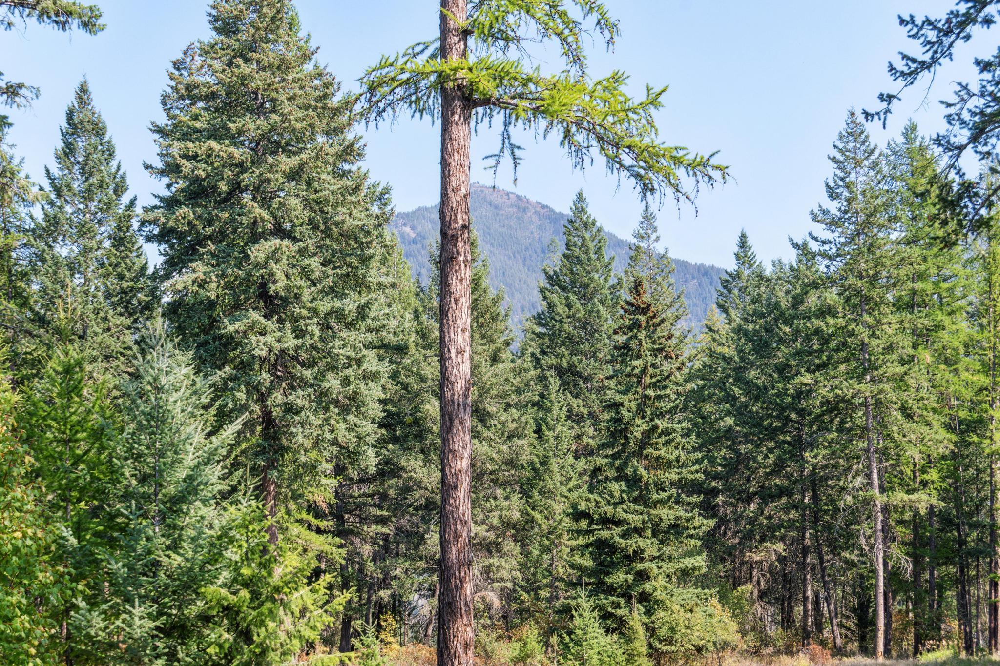 43 Ridgeway Court Property Photo 67