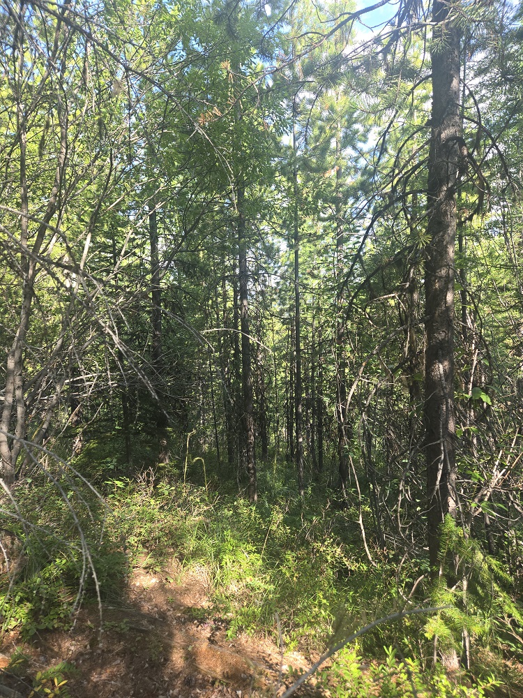 Lot 16 Nine Mile Road Property Photo 7