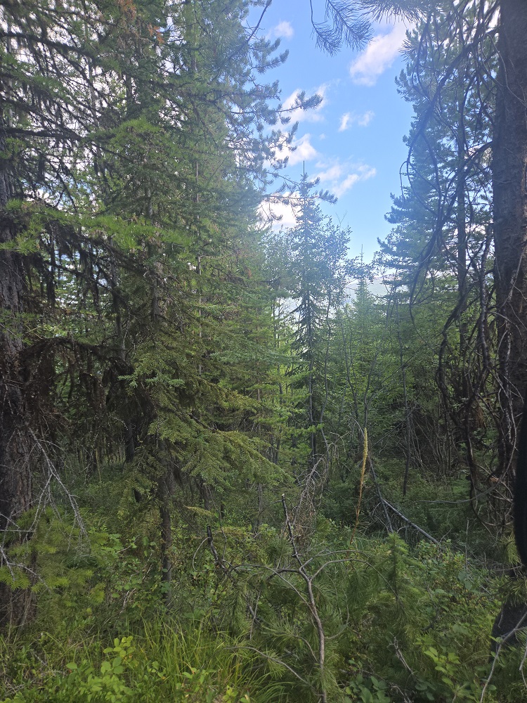 Lot 16 Nine Mile Road Property Photo 8