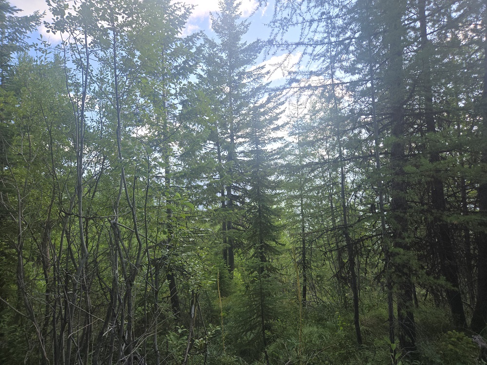 Lot 16 Nine Mile Road Property Photo 10