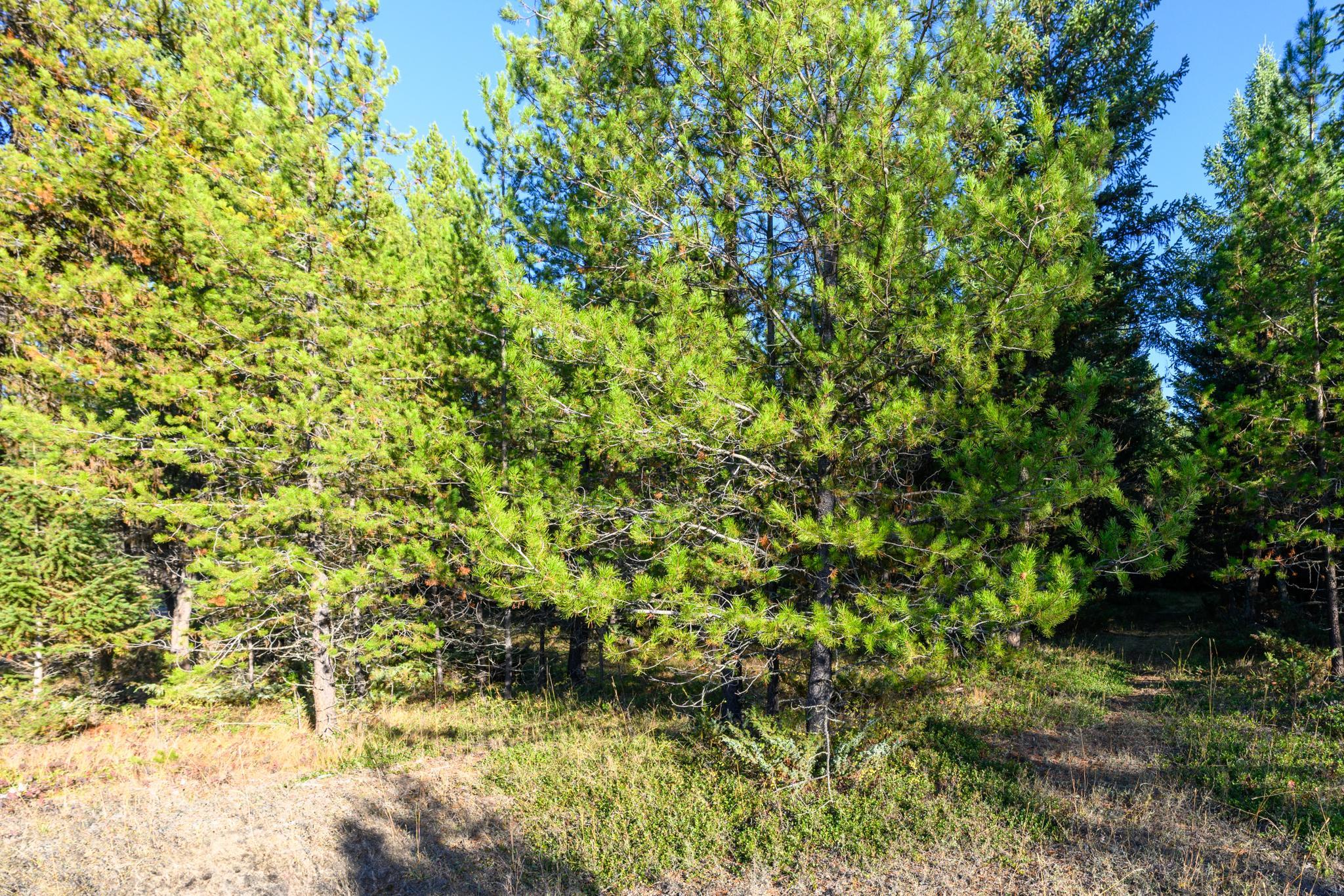 209 Turtle Trail Property Photo 17