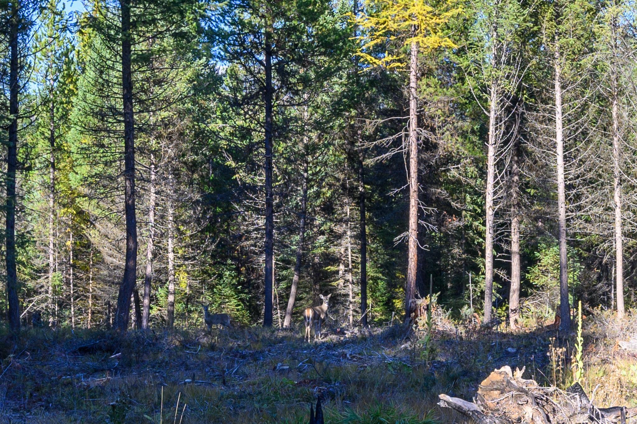 209 Turtle Trail Property Photo 27
