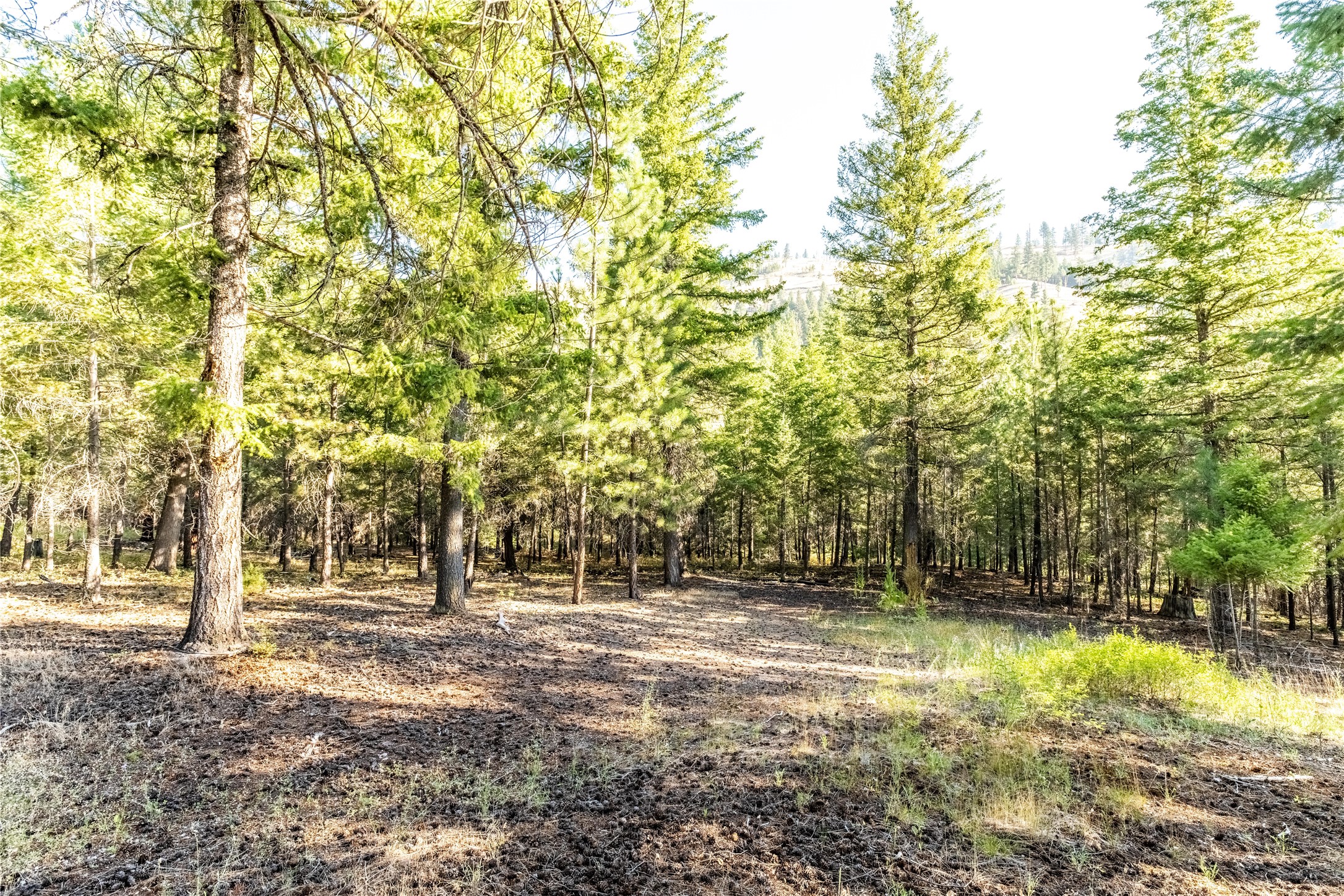 14297 Caddisfly Court Property Photo 7