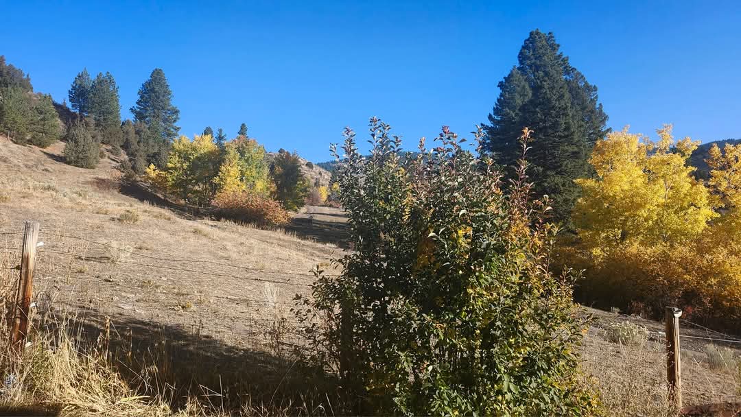 187 Edwards Gulch Road Property Photo 37