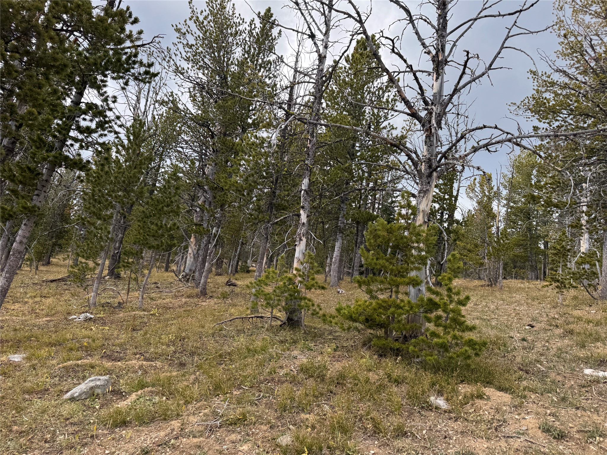 Tbd Dark Horse Mining Claim Property Photo 9