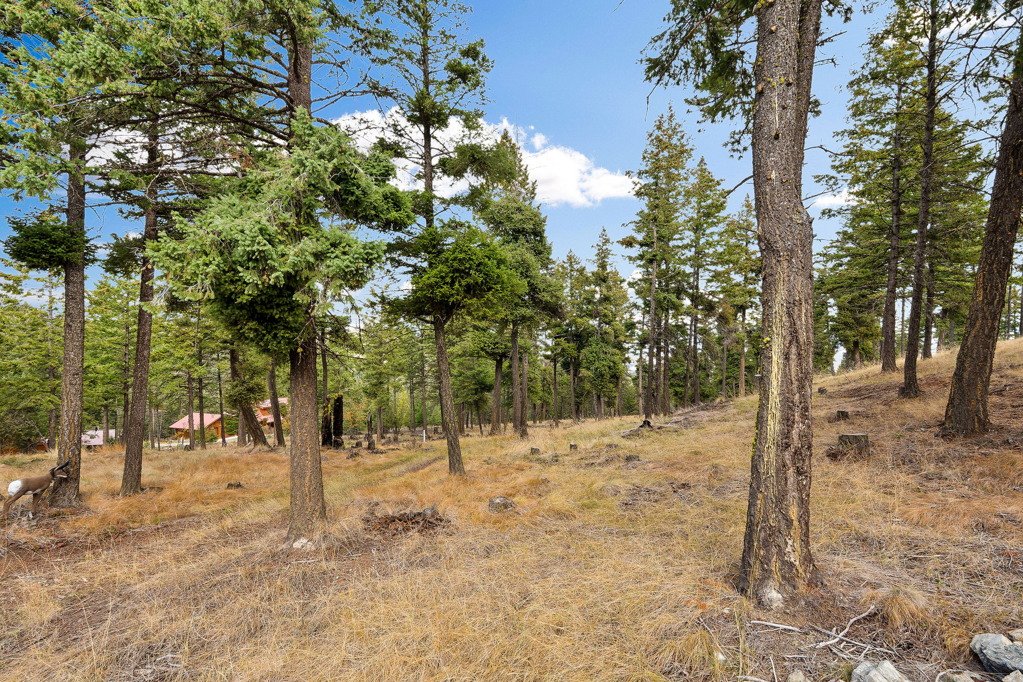 395 Buffalo Lane Property Photo 105