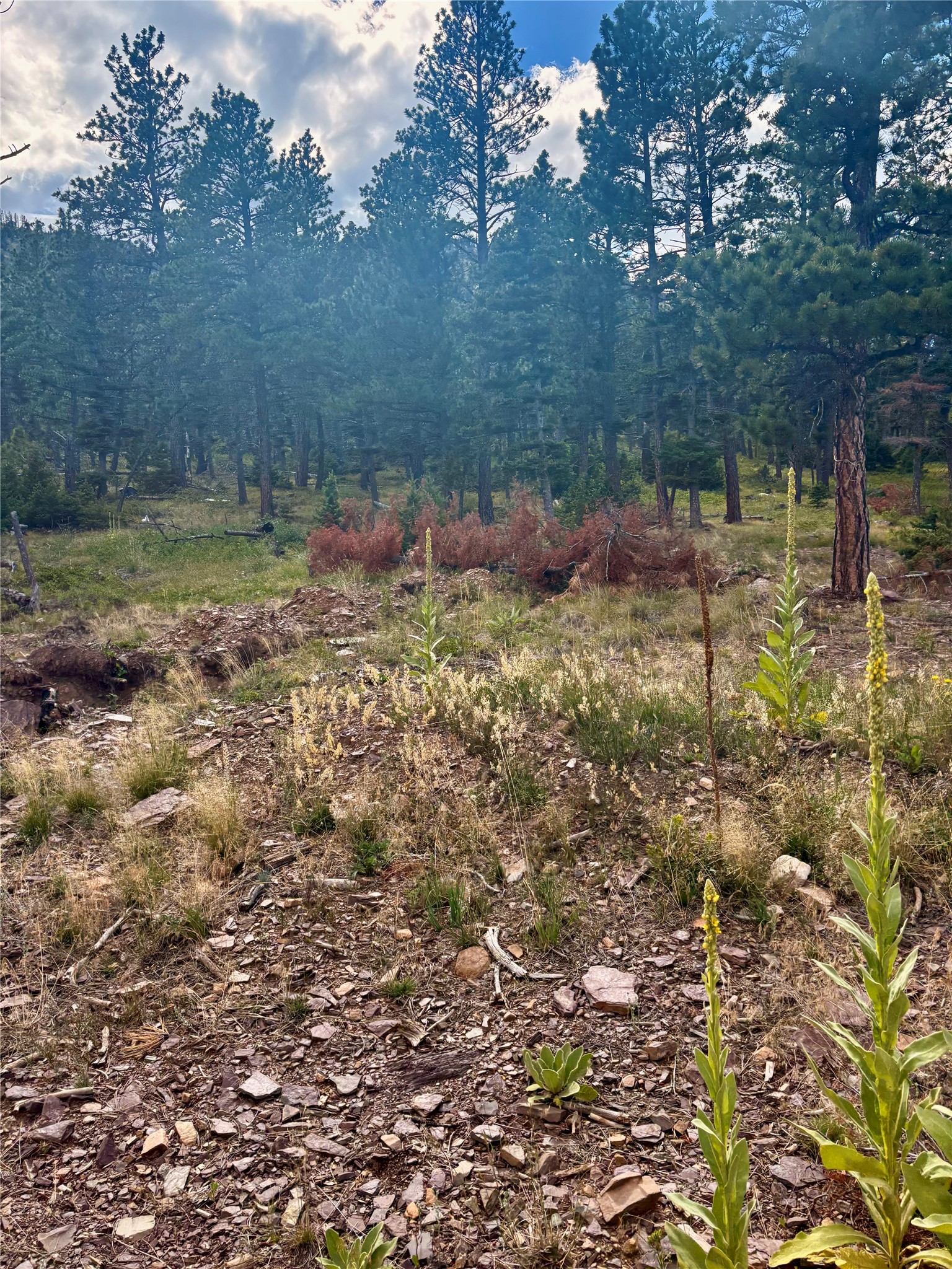 4535 Little Wolf Creek Road Property Photo 5