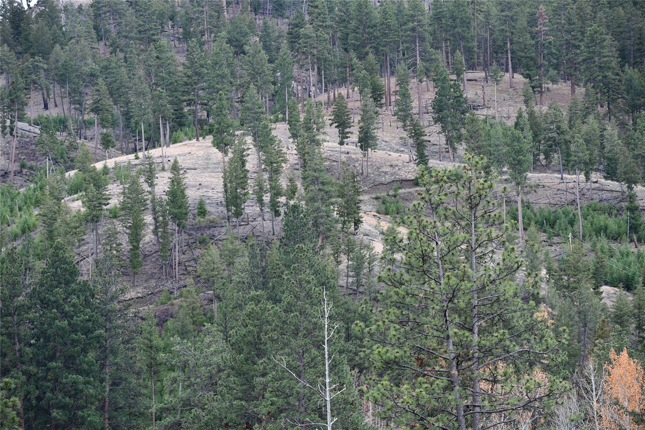 Nhn Medicine Springs Road Property Photo 1