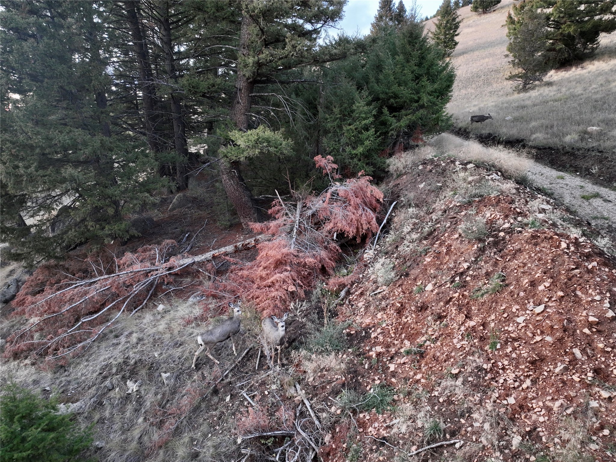 Lot 4 Scranton Lode Property Photo 13