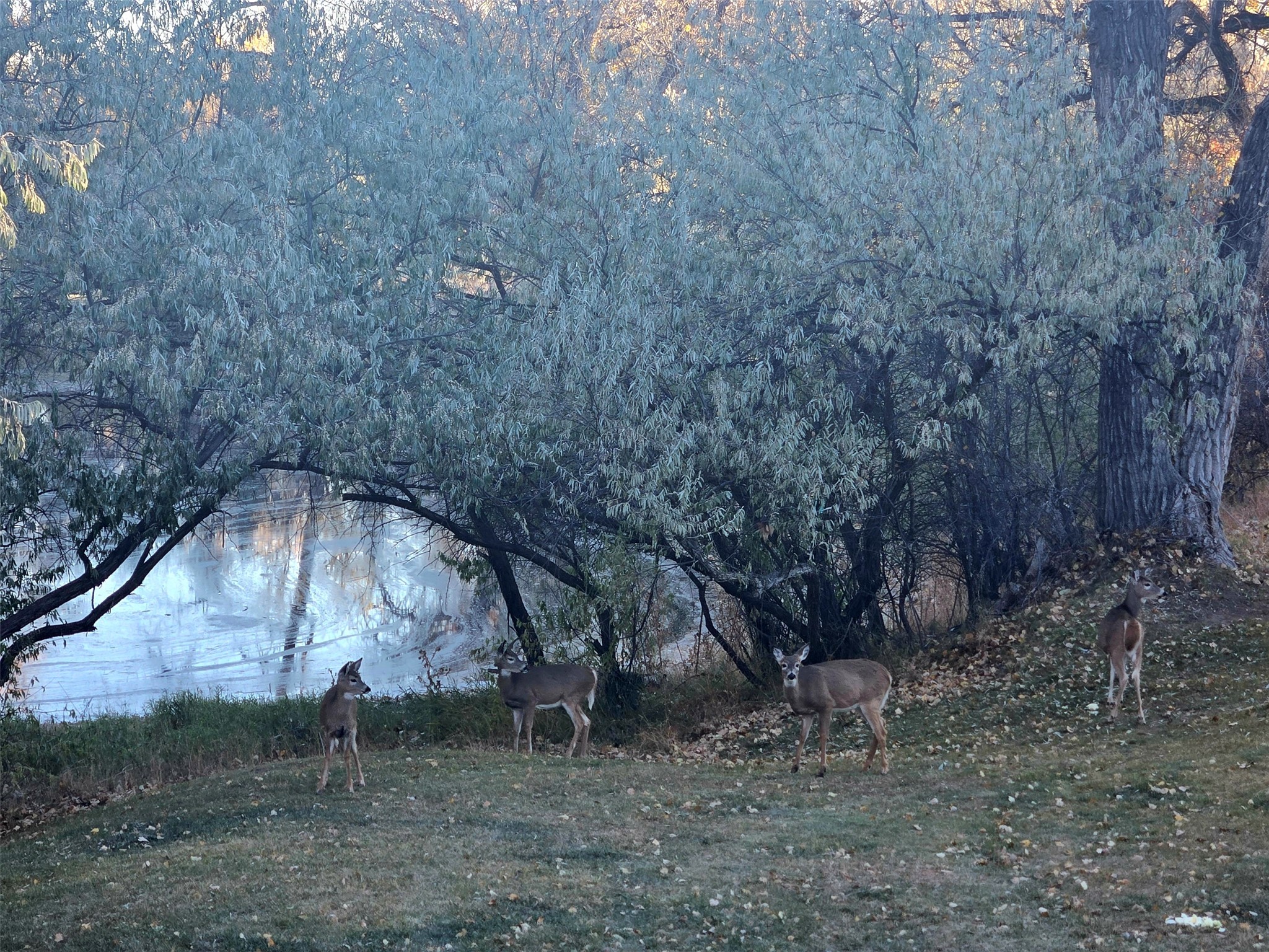 202 Woodland Estates Road Property Photo 63