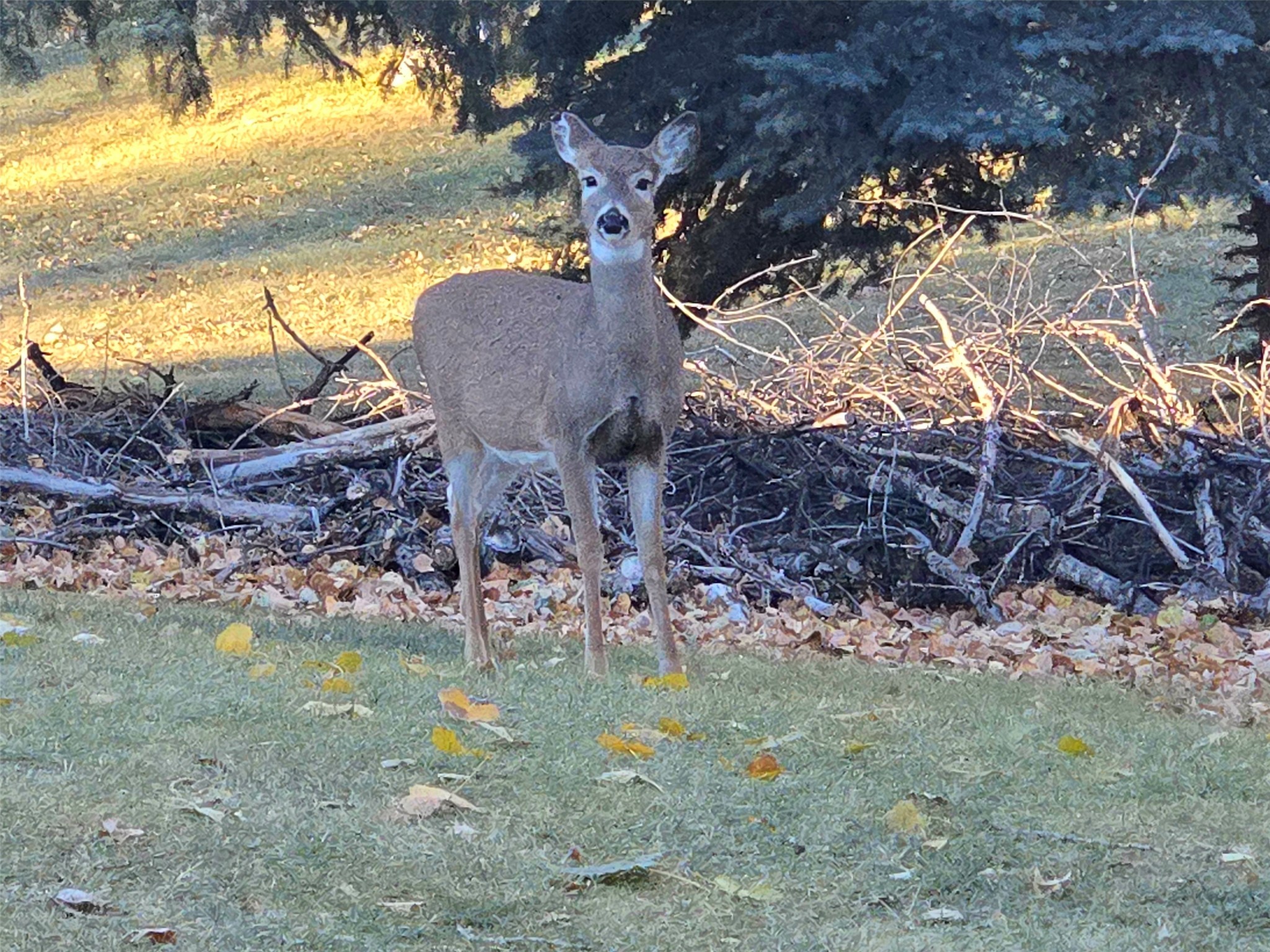 202 Woodland Estates Road Property Photo 64