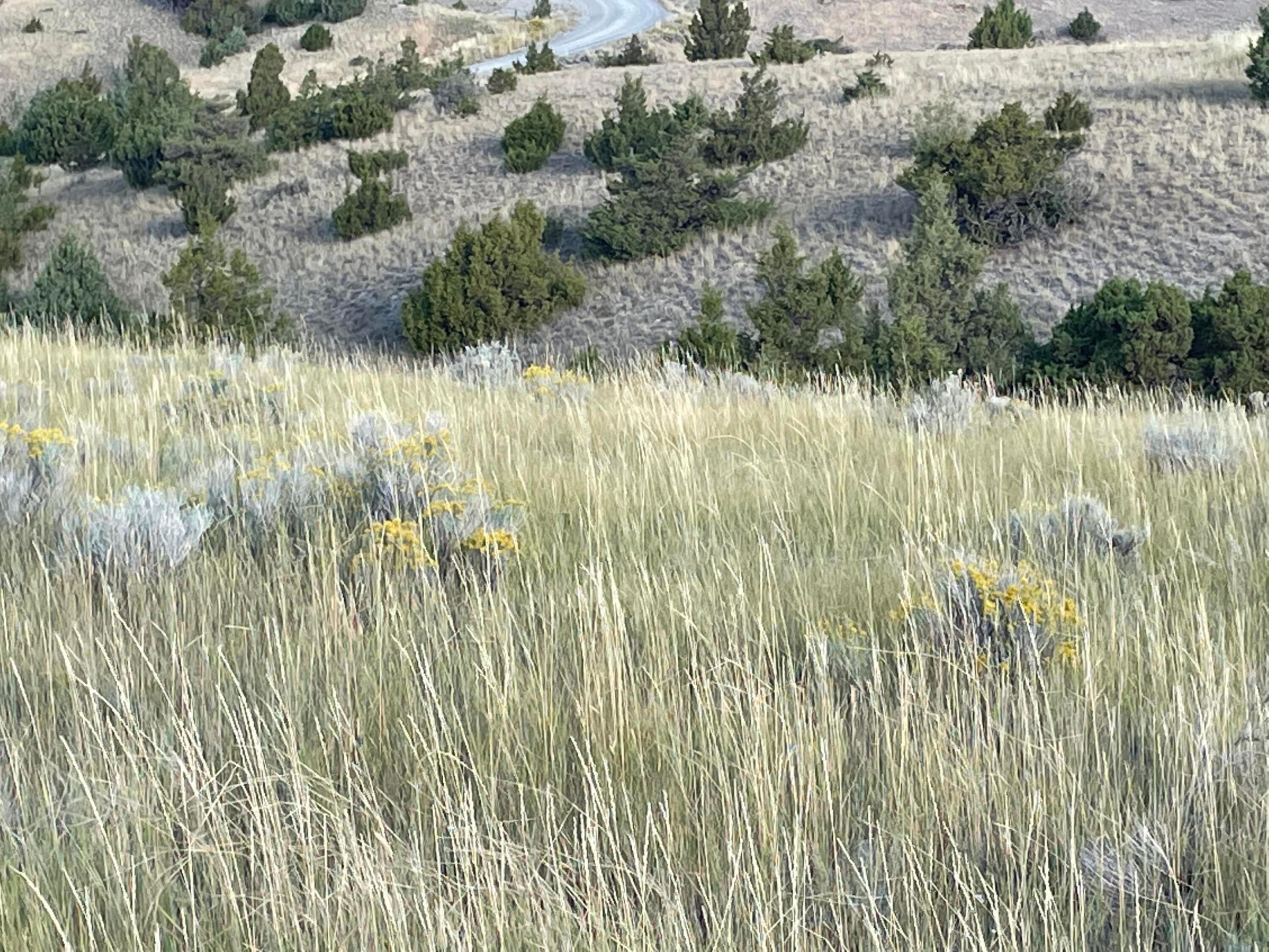 Tbd S Fork Ray Creek Road Property Photo 8