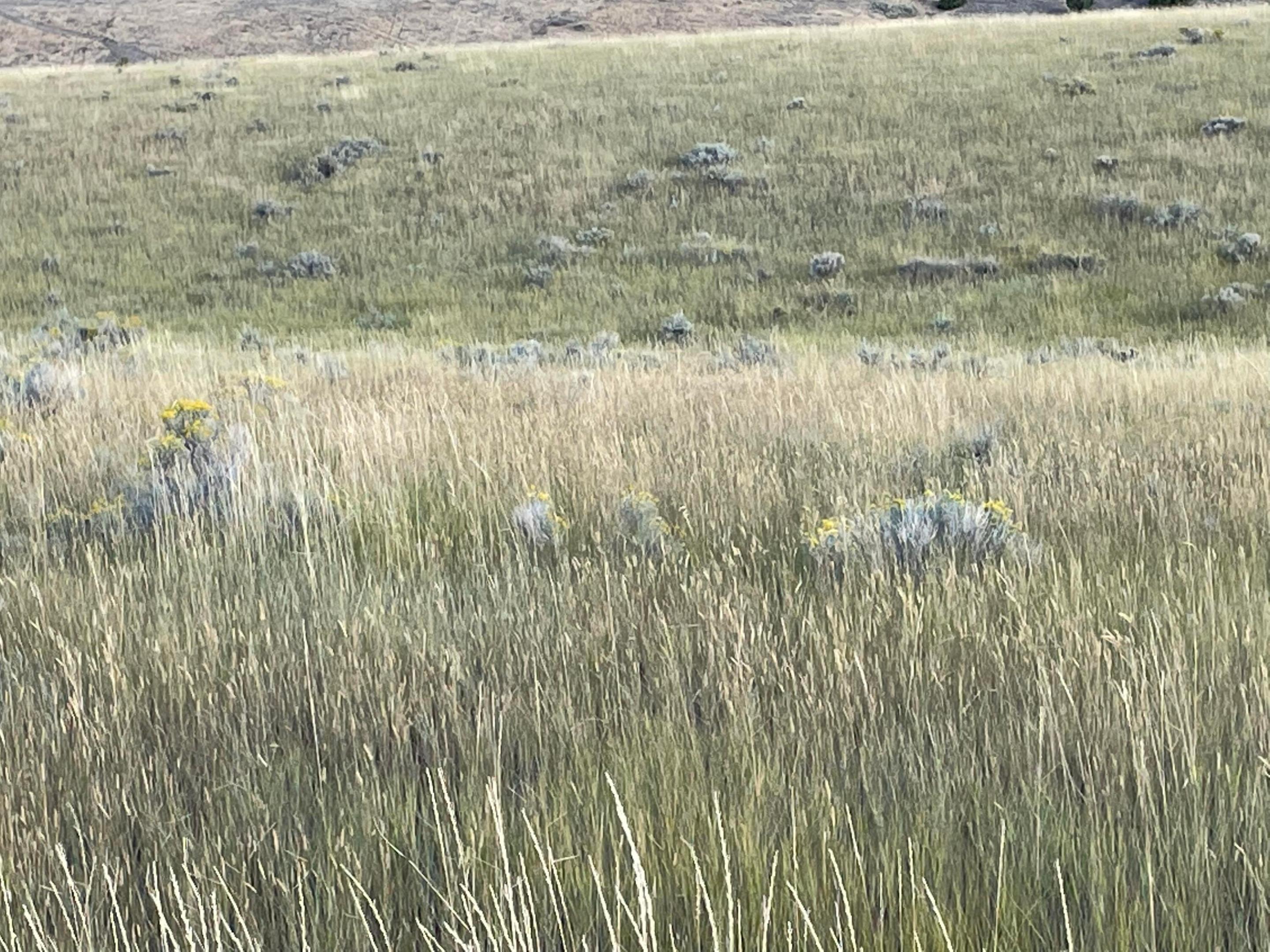 Tbd S Fork Ray Creek Road Property Photo 10