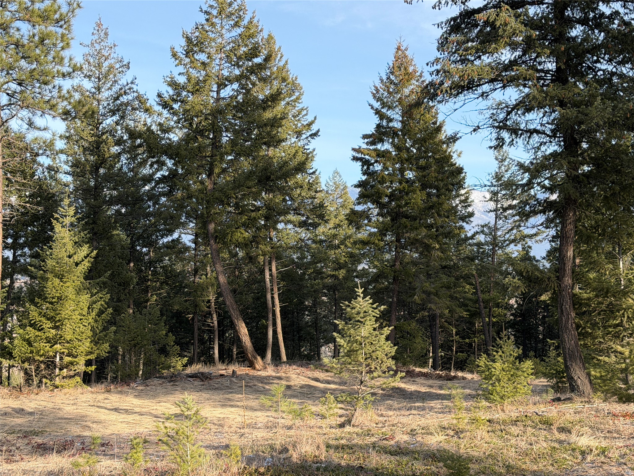 Nhn Hillandale Trail Property Photo 19