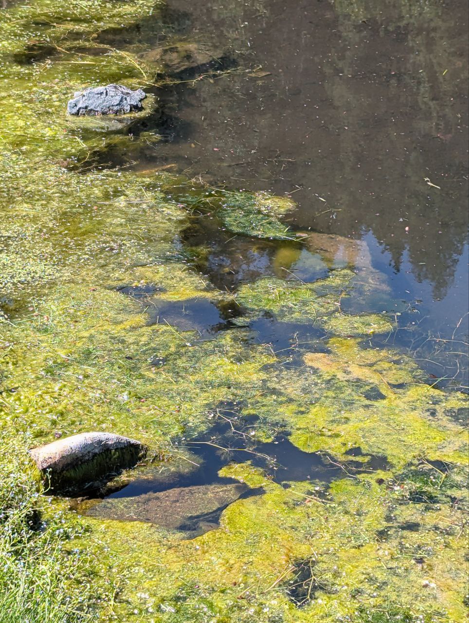 Blue Moose Ponds, Llc Property Photo 5