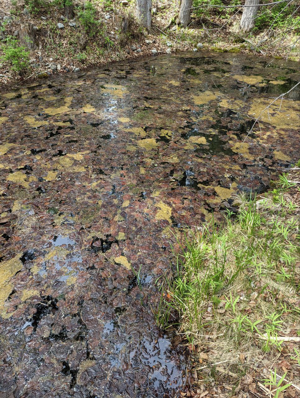 Blue Moose Ponds, Llc Property Photo 9