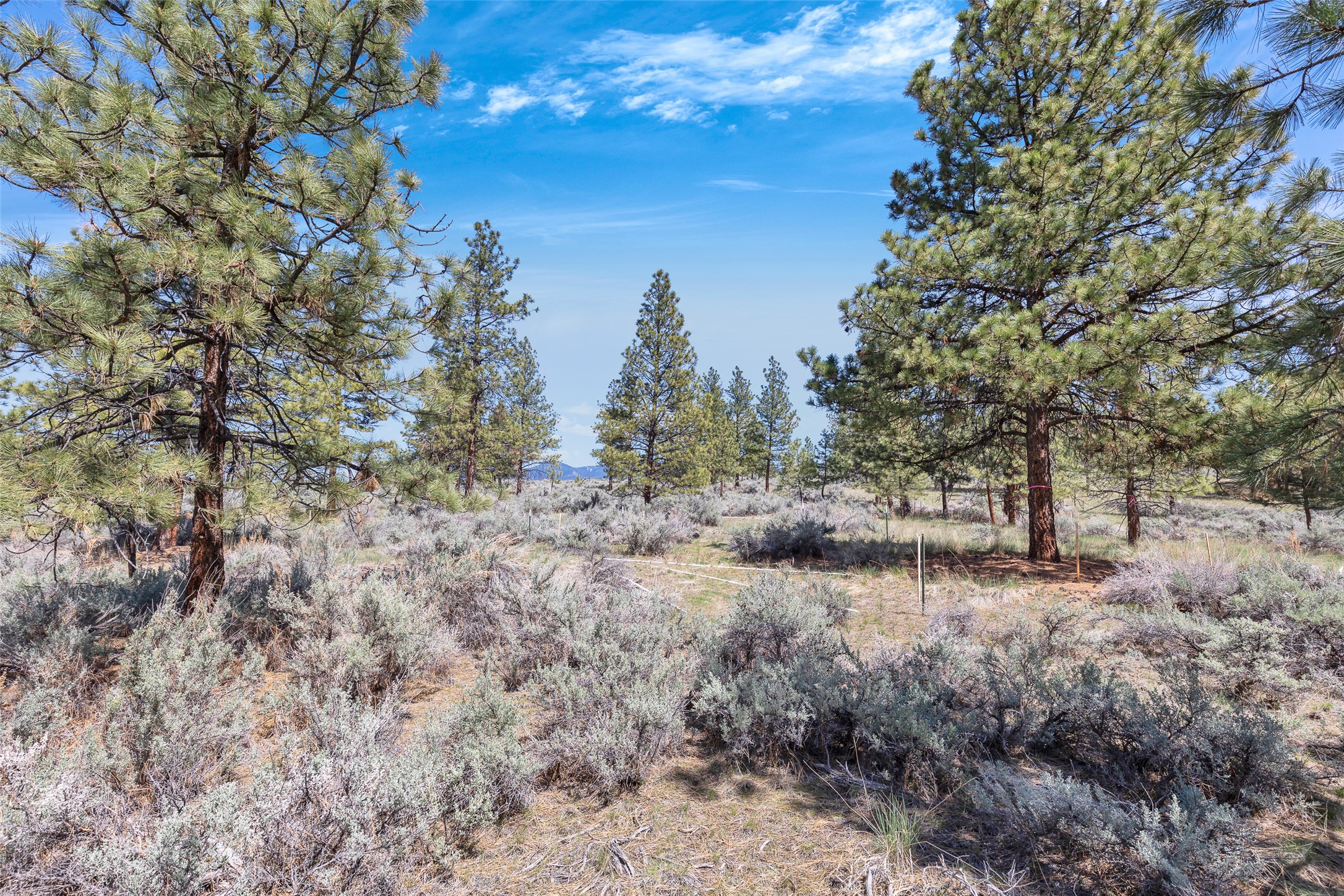 83 Mascot Trail Property Photo 32