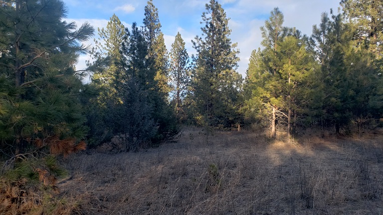 Tbd Early Dawn Drive Property Photo 3
