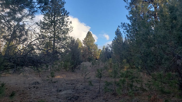 Tbd Early Dawn Drive Property Photo 4