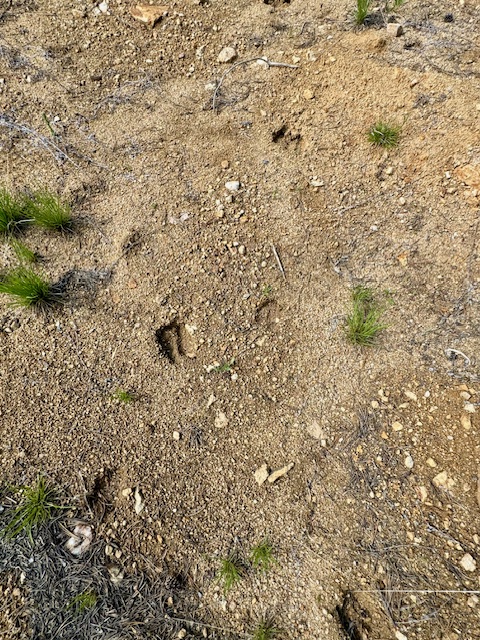 Nhn Perkins Gulch Road Property Photo 6