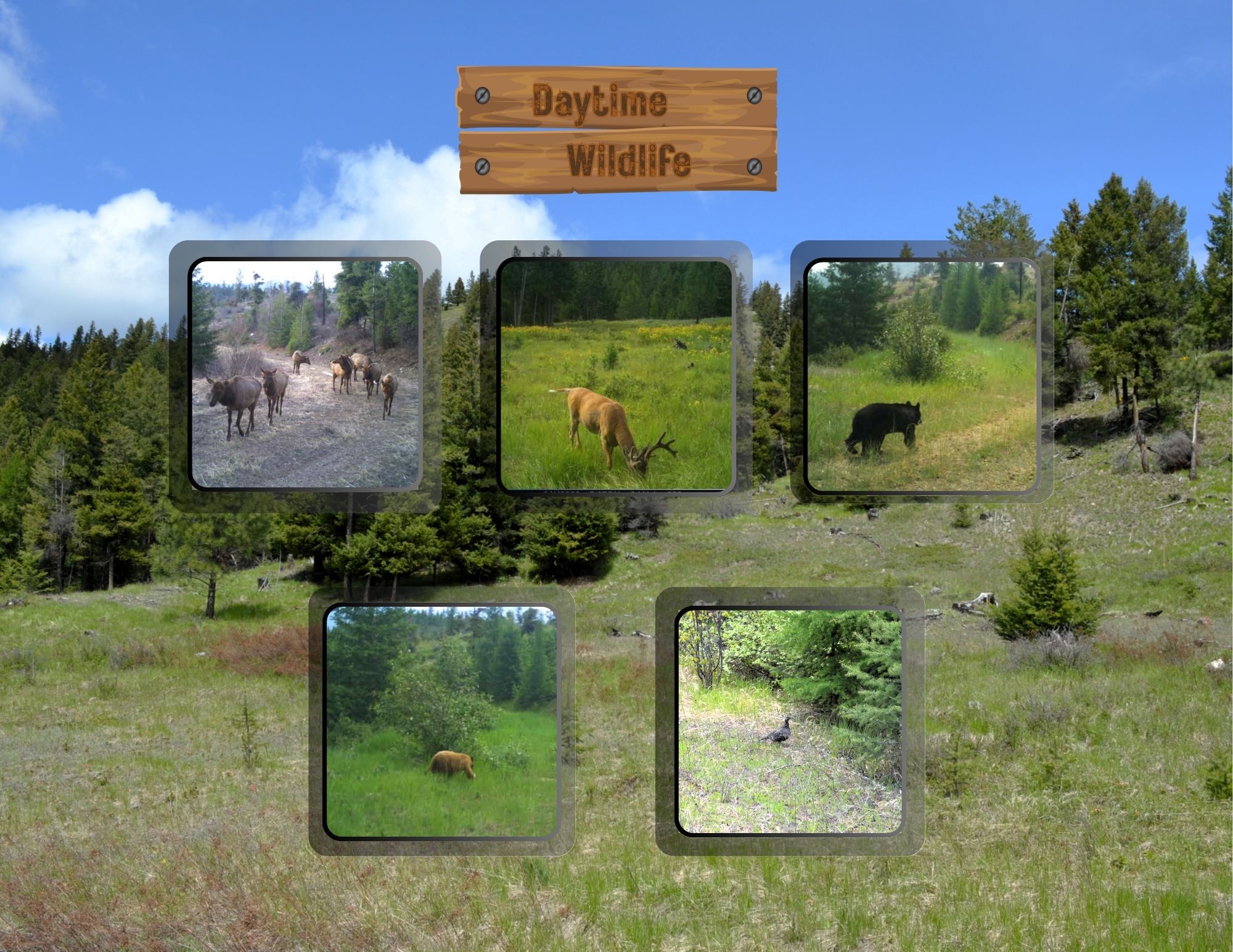 Nhn Bugler Trail Property Photo 3