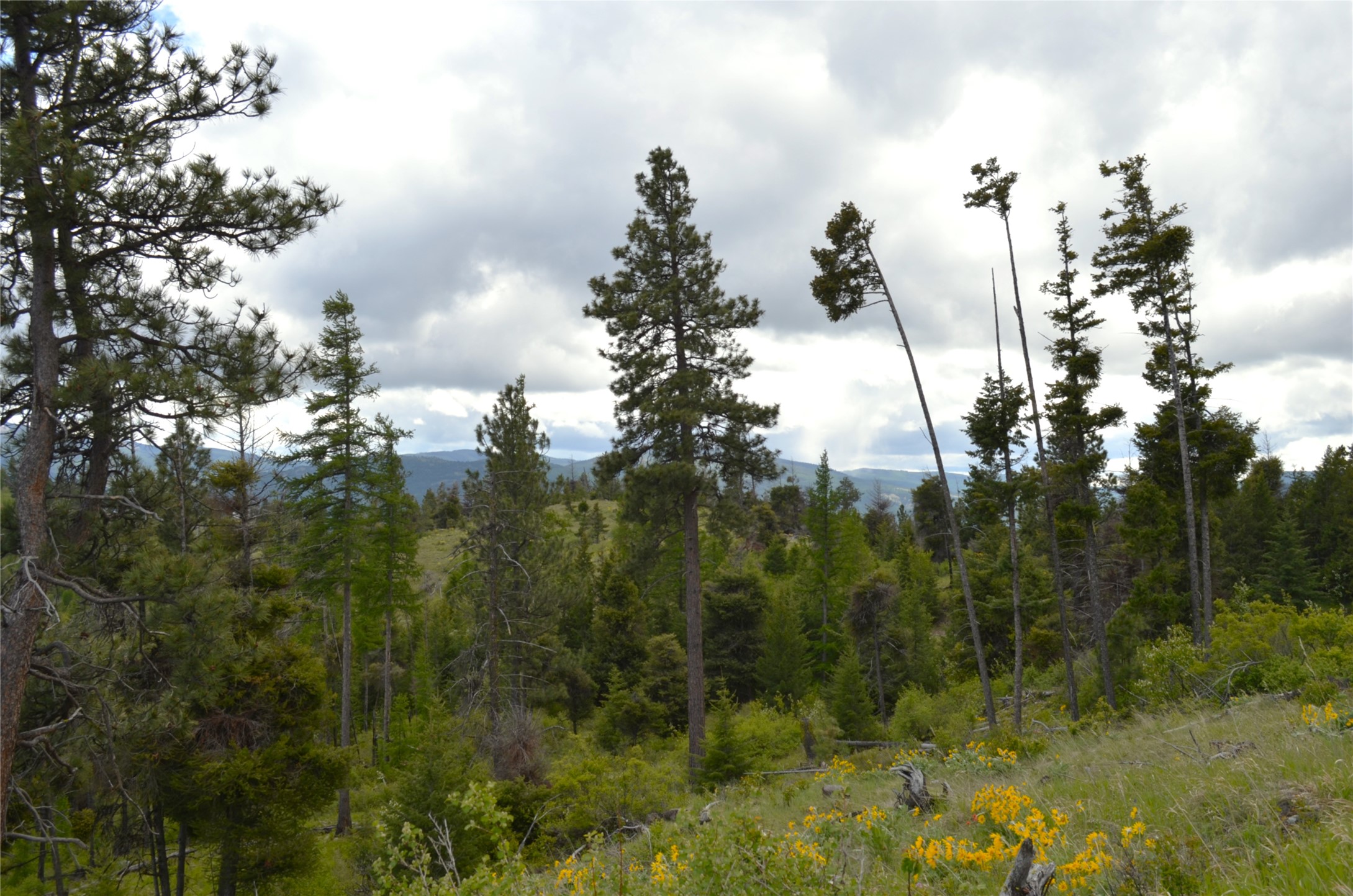 Nhn Bugler Trail Property Photo 15