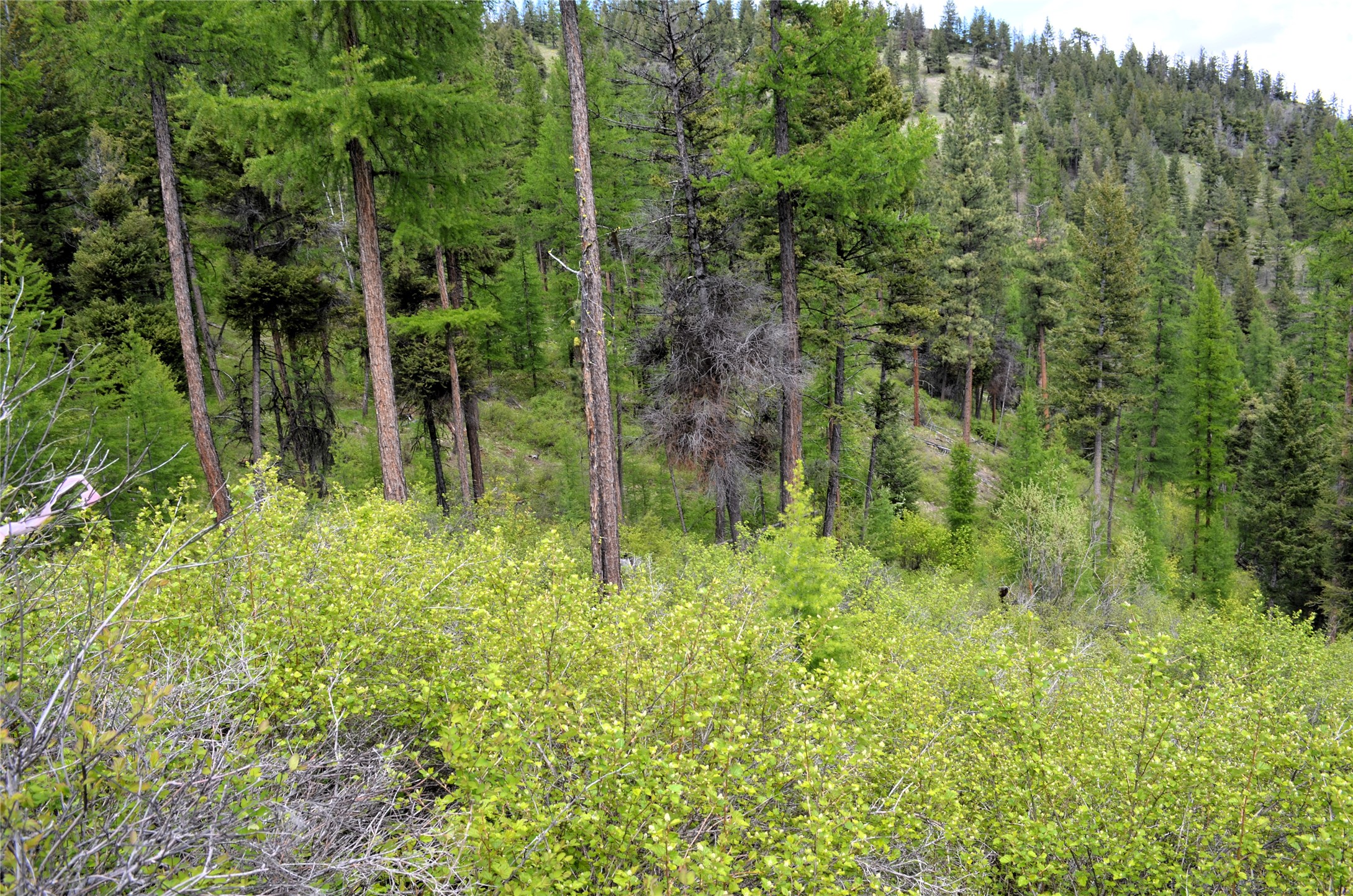 Nhn Bugler Trail Property Photo 43