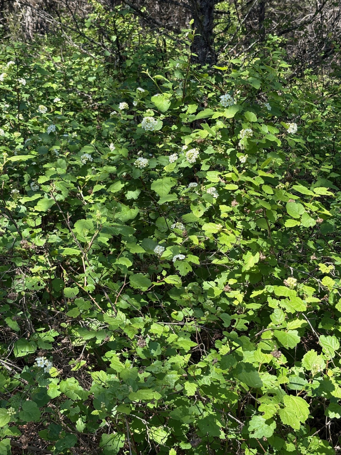 Lot 5 Panoramic View Drive Property Photo 5