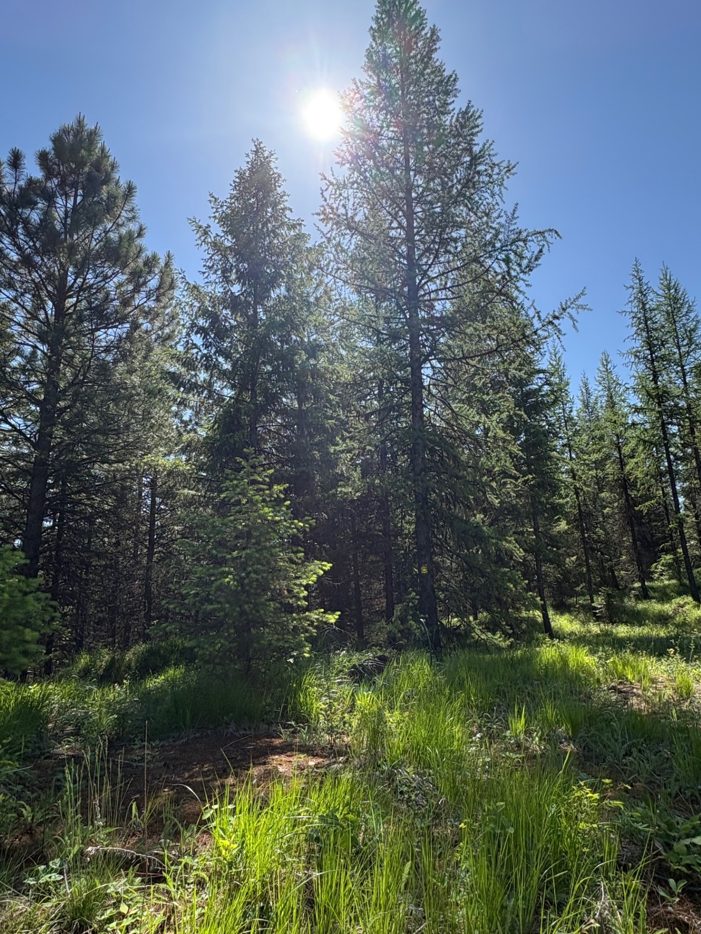Lot 5 Panoramic View Drive Property Photo 6